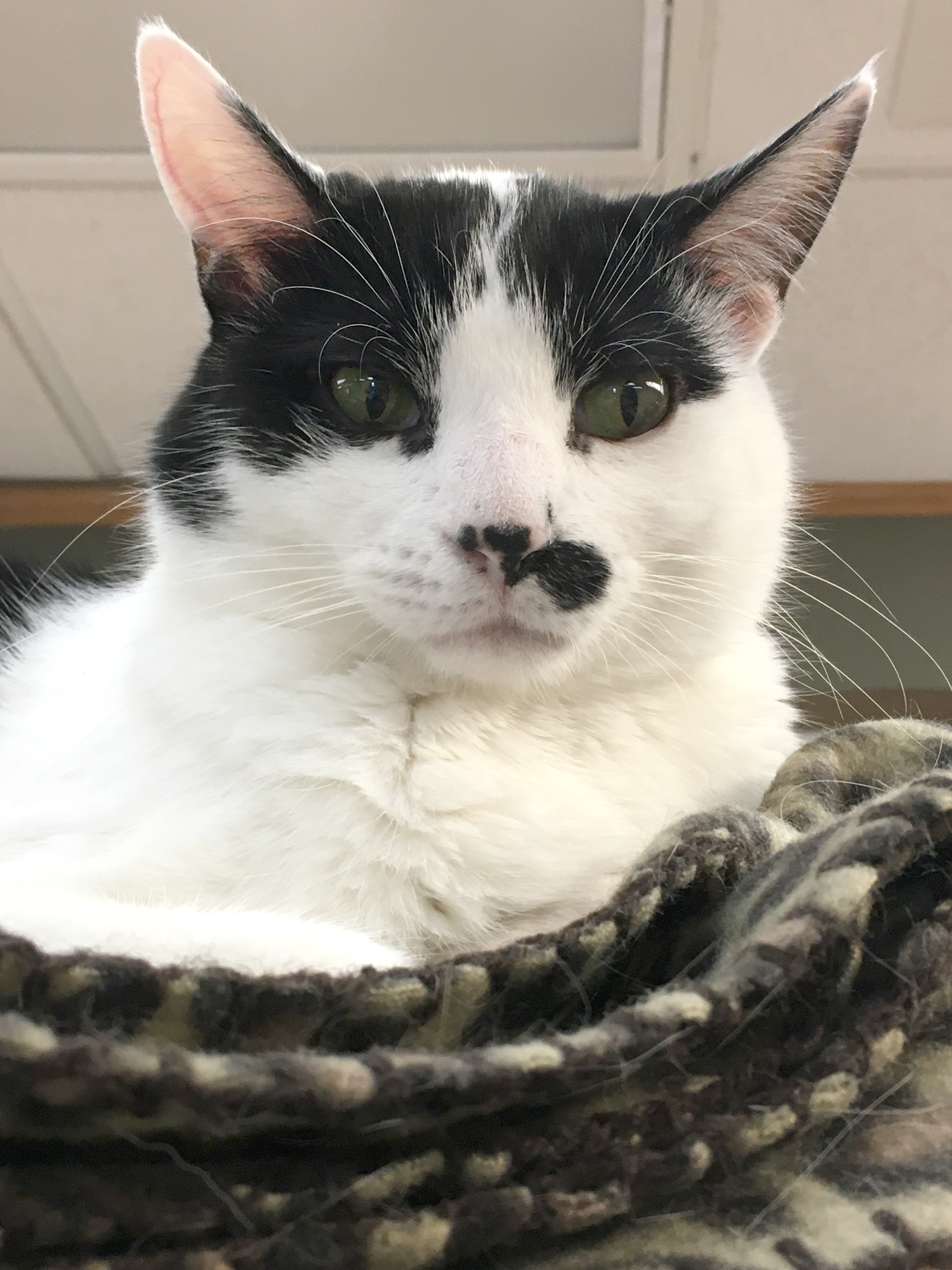 Charlie, a Adoptable Domestic Short Hair in Crystal Lake, IL image 3/6