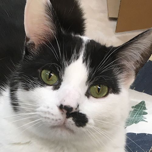 Charlie, Adoptable, Adult Male Domestic Short Hair.