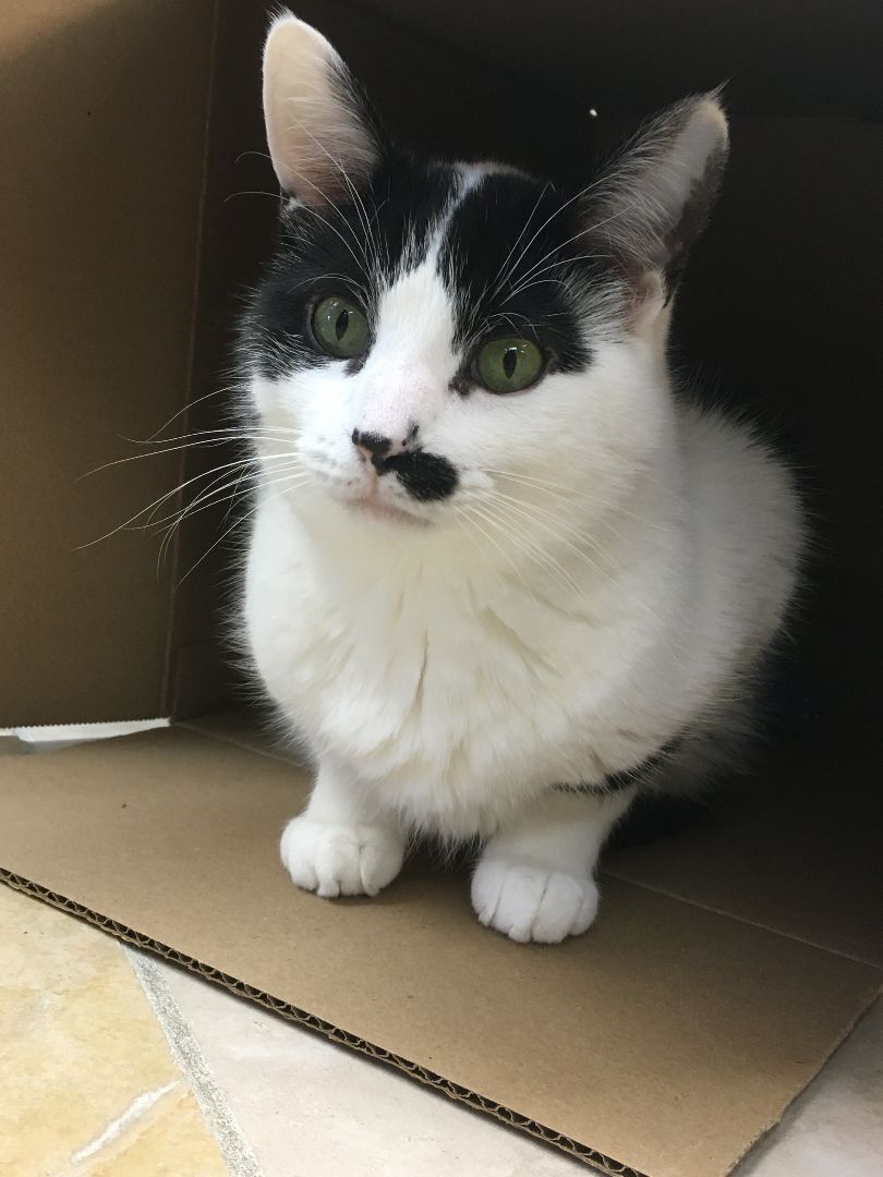 Charlie, a Adoptable Domestic Short Hair in Crystal Lake, IL image 4/6