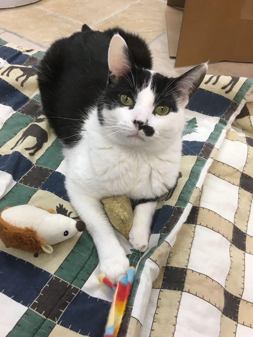 Charlie, a Adoptable Domestic Short Hair in Crystal Lake, IL image 5/6