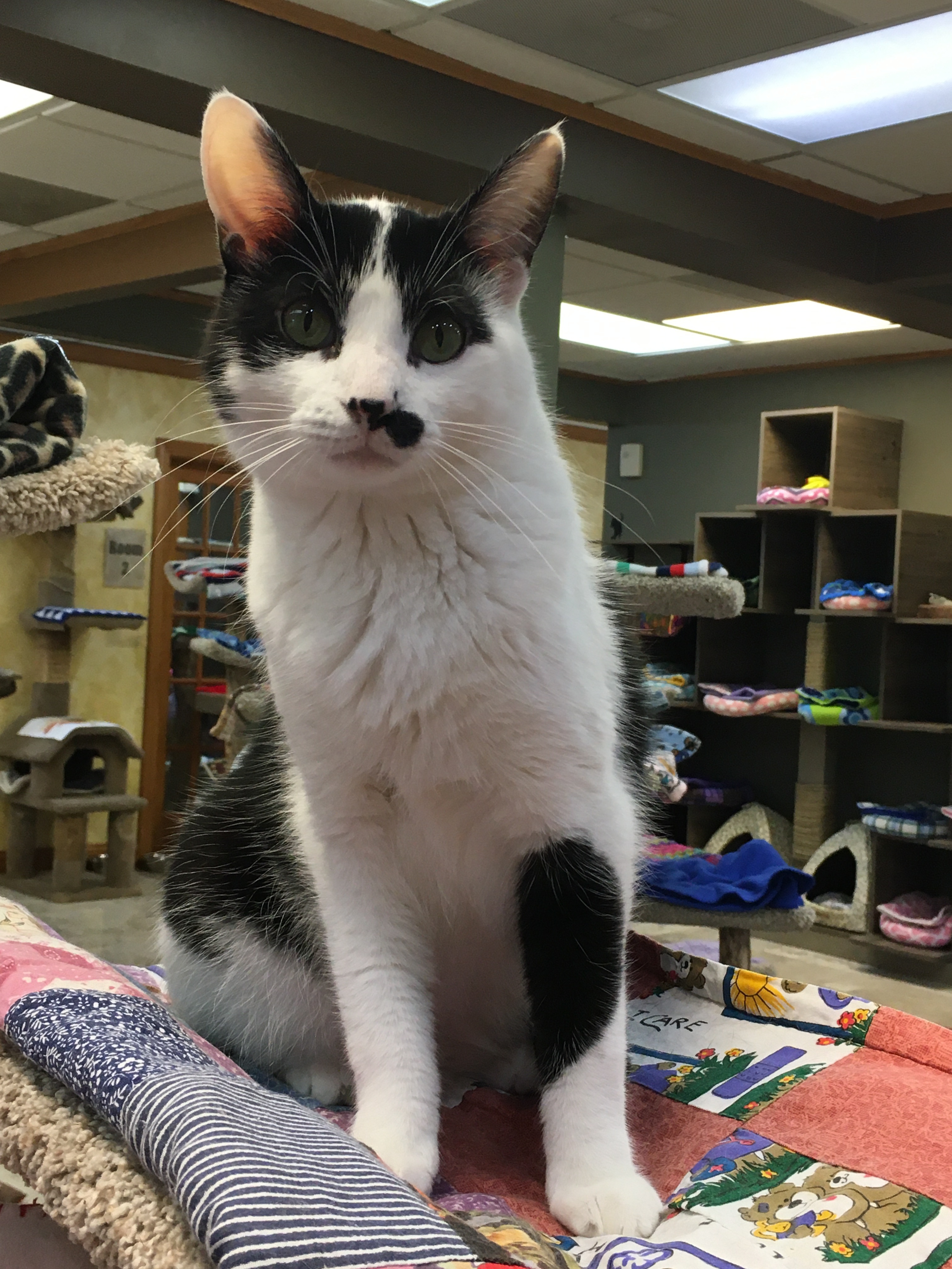 Charlie, a Adoptable Domestic Short Hair in Crystal Lake, IL image 6/6