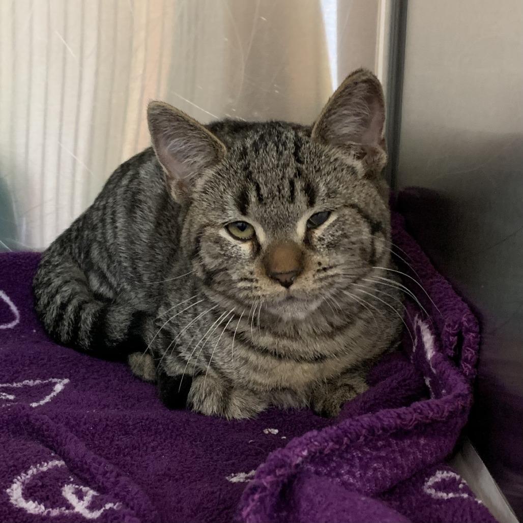 Safari, Adoptable, Young Male Domestic Short Hair.