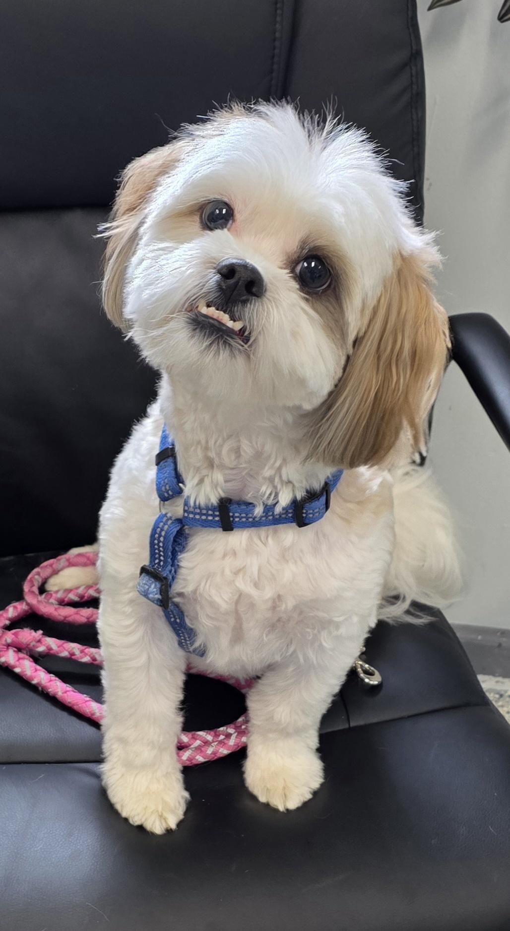 Max, adopted, Adult Male Shih Tzu & Bichon Frise.