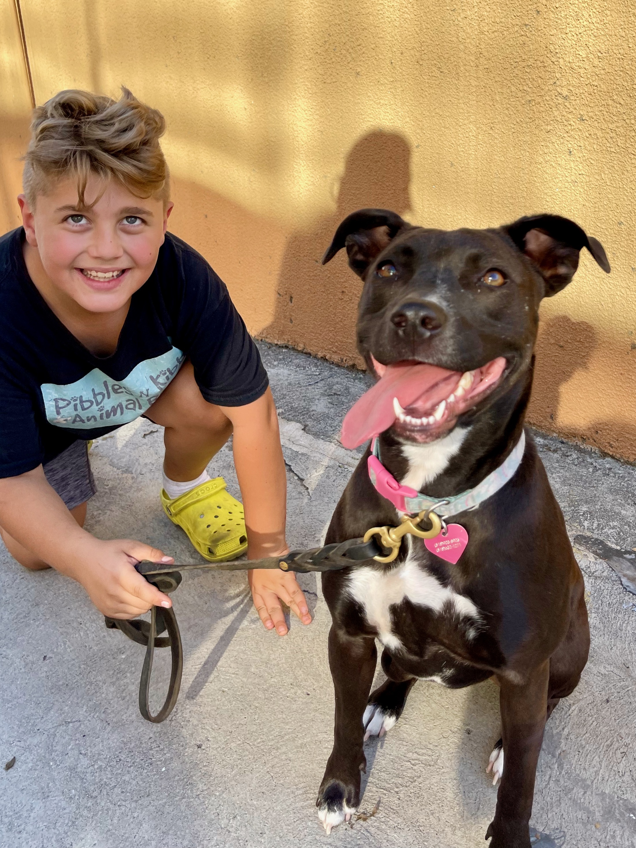 TURTLE, a Adoptable mixed breed in Sherman Oaks, CA image 1/6