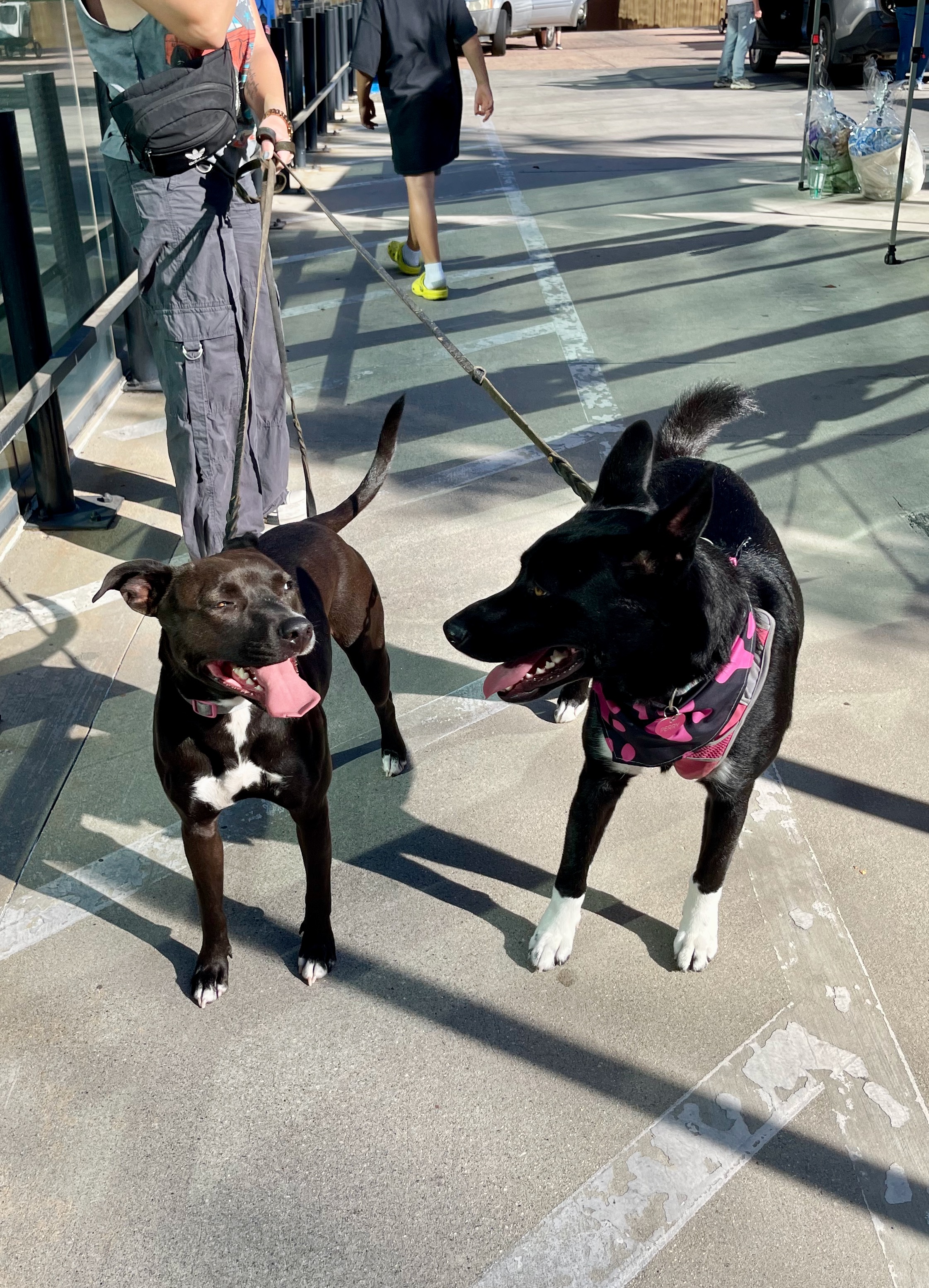 TURTLE, a Adoptable mixed breed in Sherman Oaks, CA image 2/6