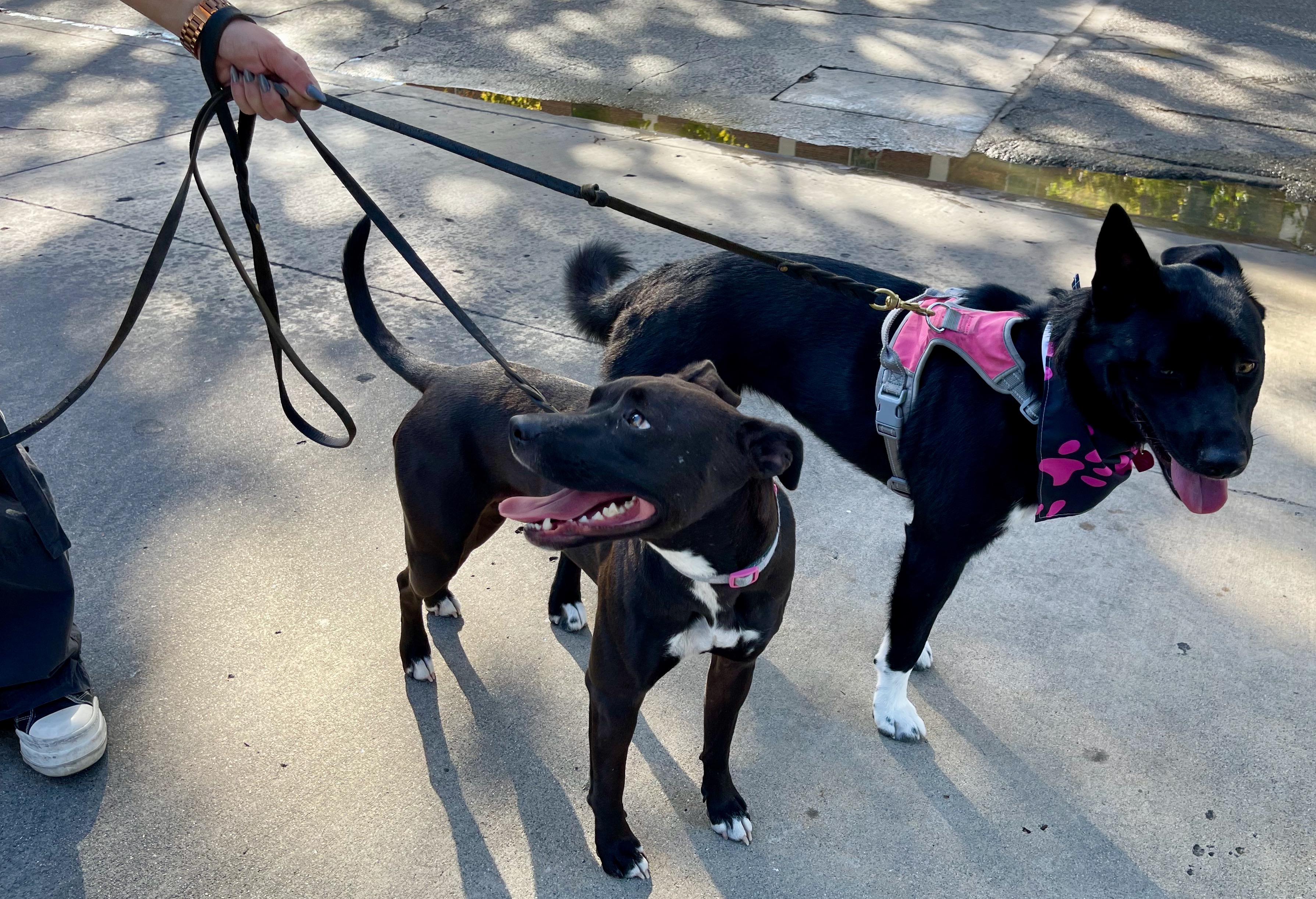 TURTLE, a Adoptable mixed breed in Sherman Oaks, CA image 3/6