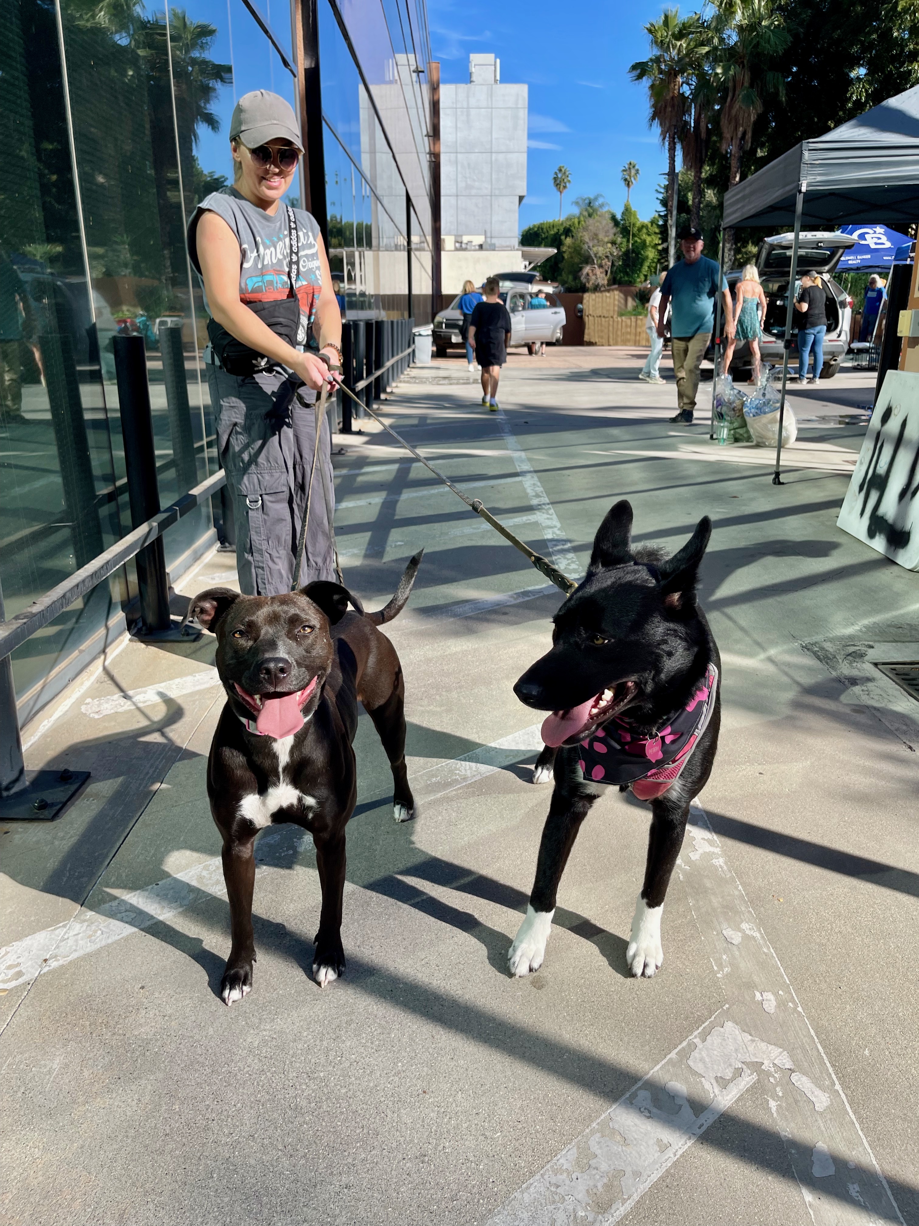 TURTLE, a Adoptable mixed breed in Sherman Oaks, CA image 4/6