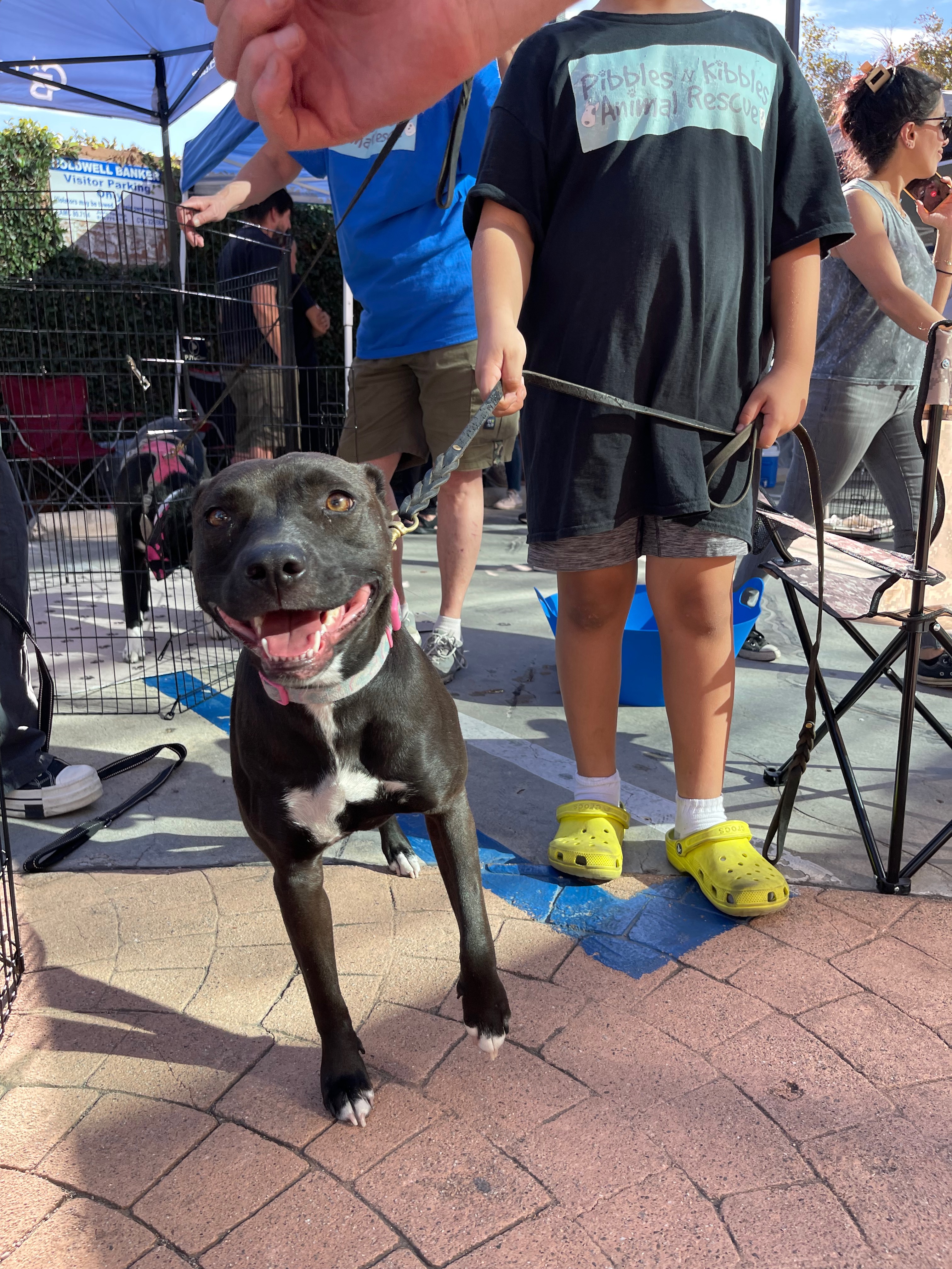 TURTLE, a Adoptable mixed breed in Sherman Oaks, CA image 5/6