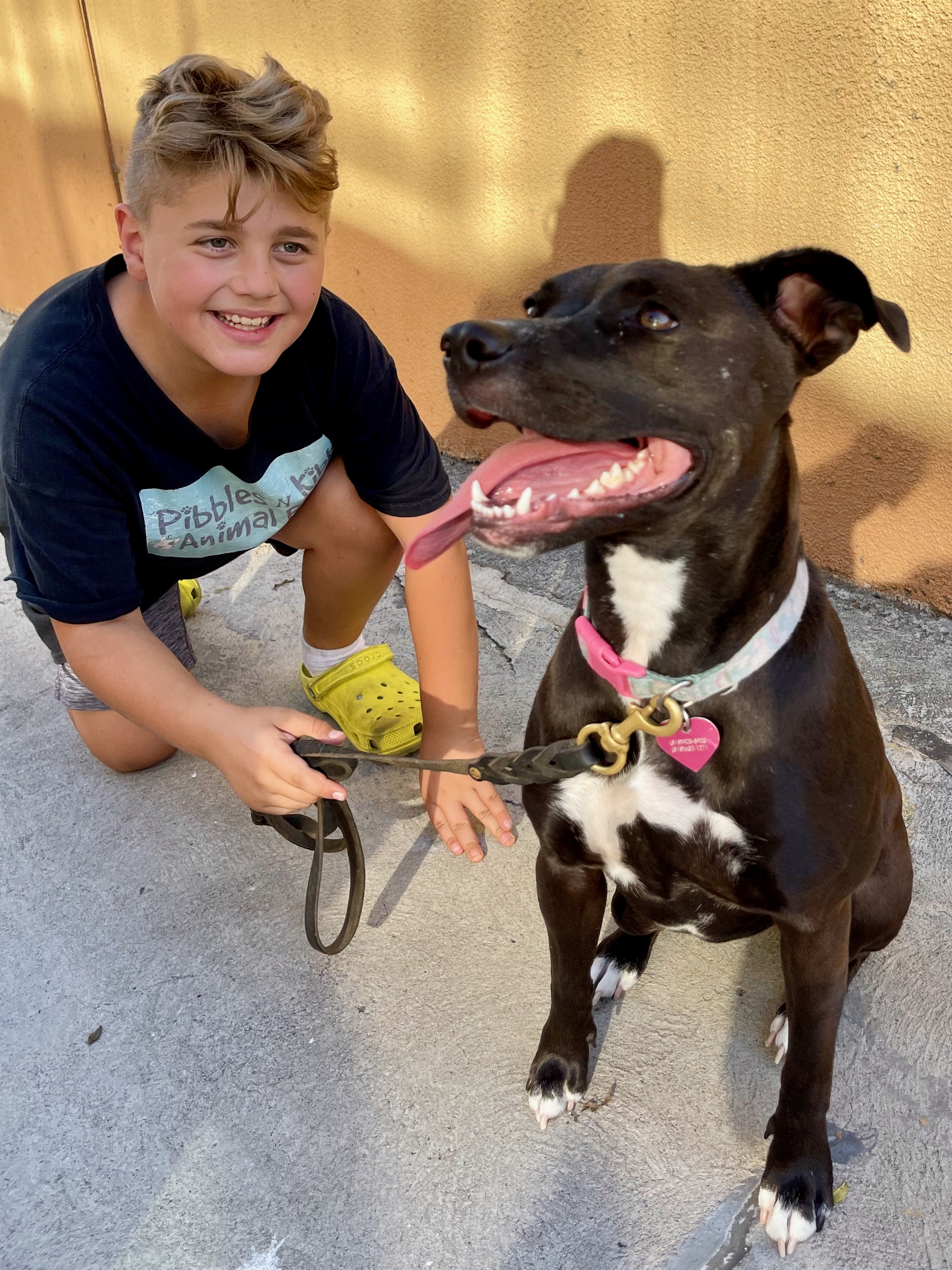 TURTLE, a Adoptable mixed breed in Sherman Oaks, CA image 6/6