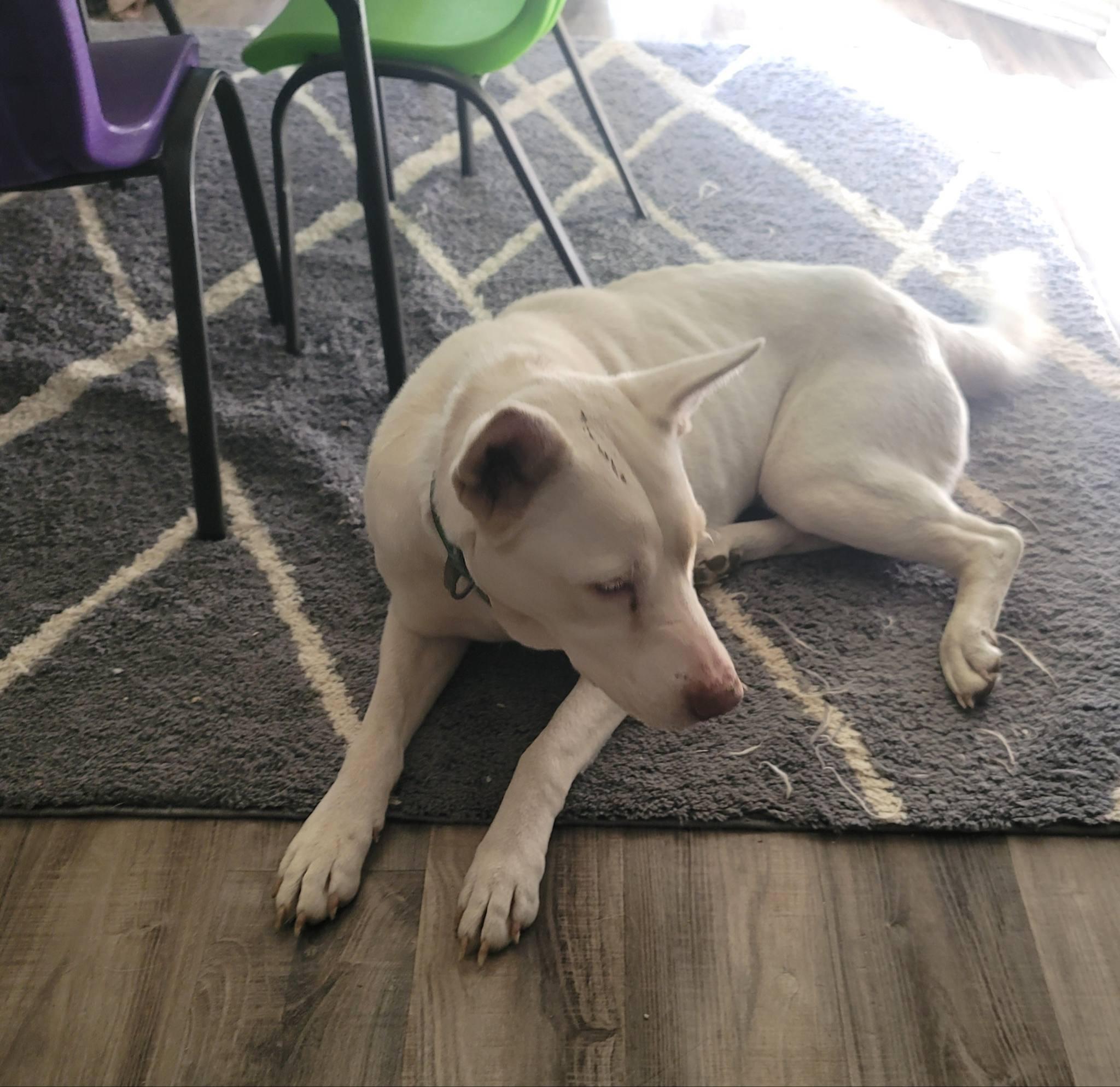 Enlarge Havana- Urgent foster or adopter, a Adoptable mixed breed in Cranston, RI image 6/6