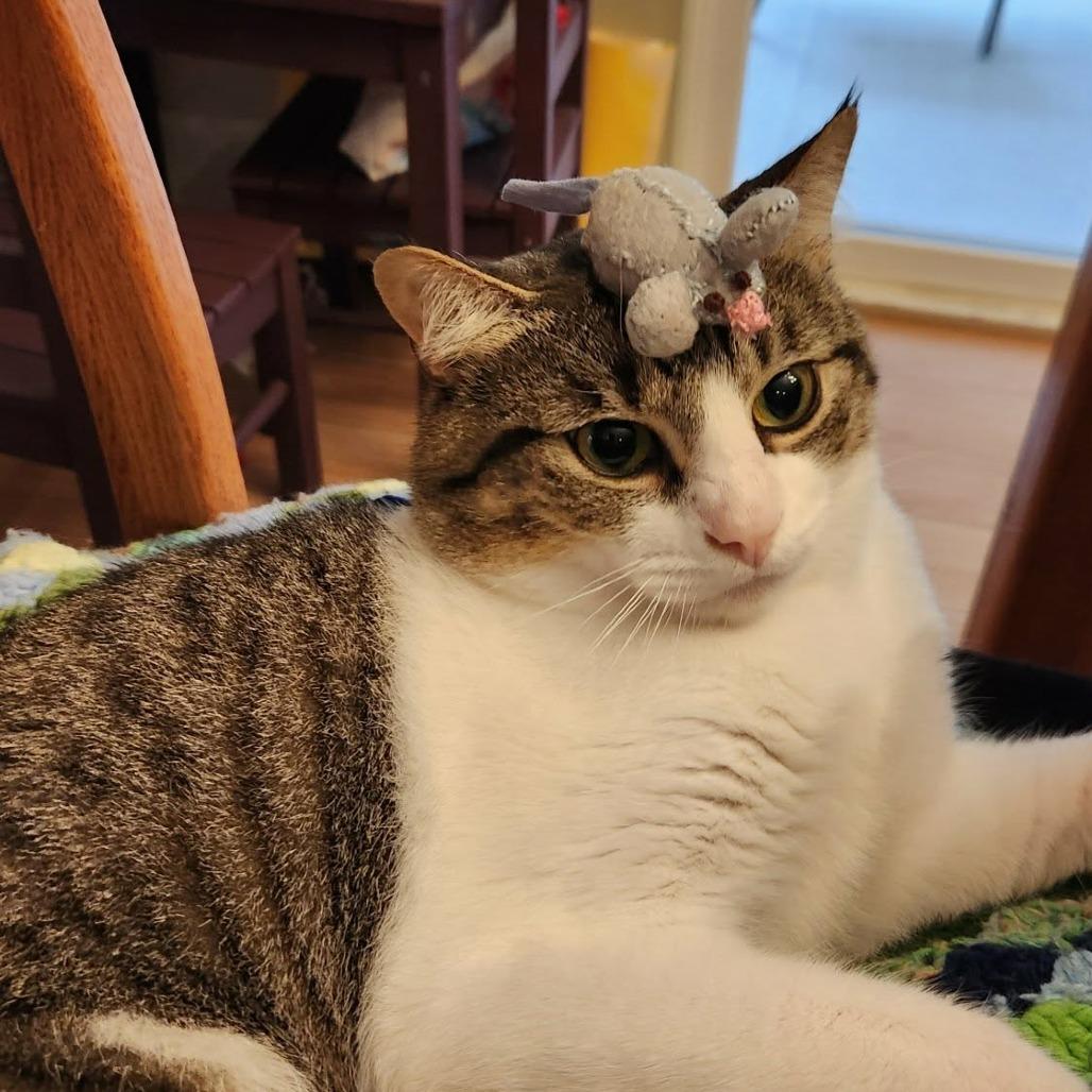 Enlarge Moose, a Adoptable Domestic Short Hair in Abbotsford, BC image 1/6