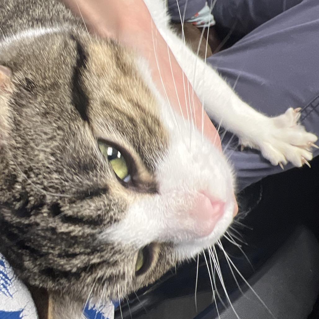 Moose, Adoptable, Senior Male Domestic Short Hair.