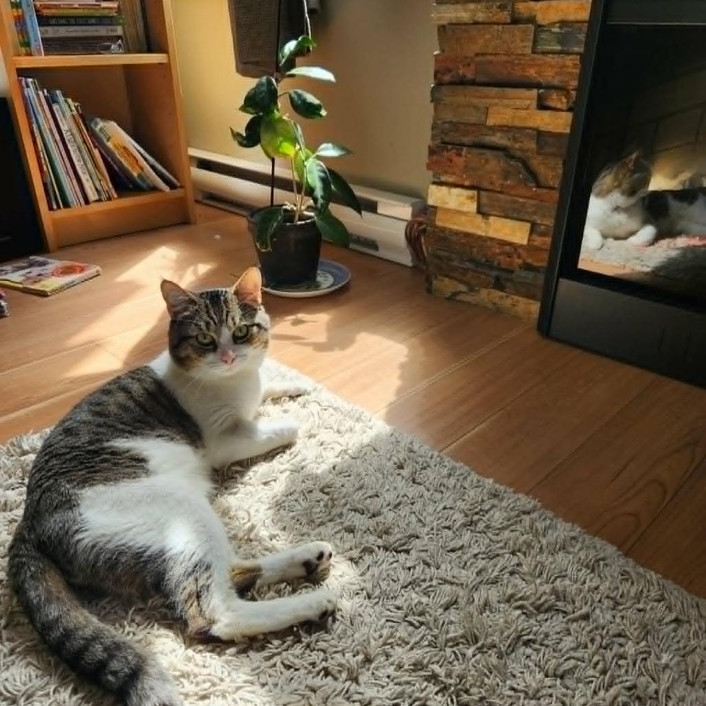 Moose, Adoptable, Senior Male Domestic Short Hair.