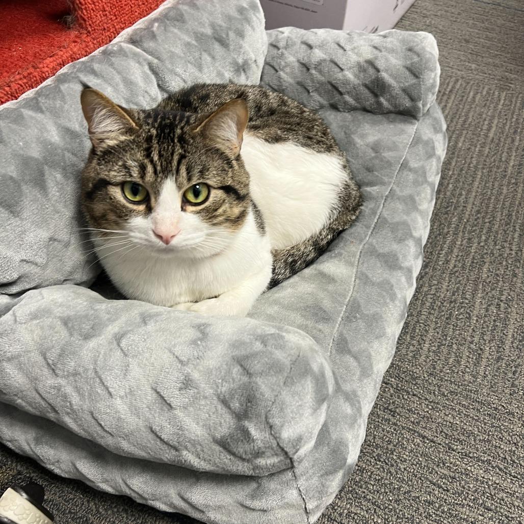 Enlarge Moose, a Adoptable Domestic Short Hair in Abbotsford, BC image 2/6