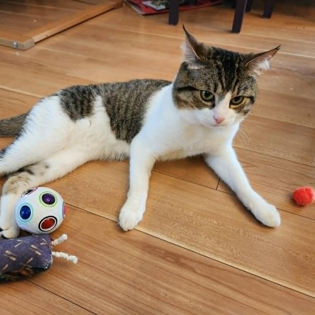 Enlarge Moose, a Adoptable Domestic Short Hair in Abbotsford, BC image 3/6
