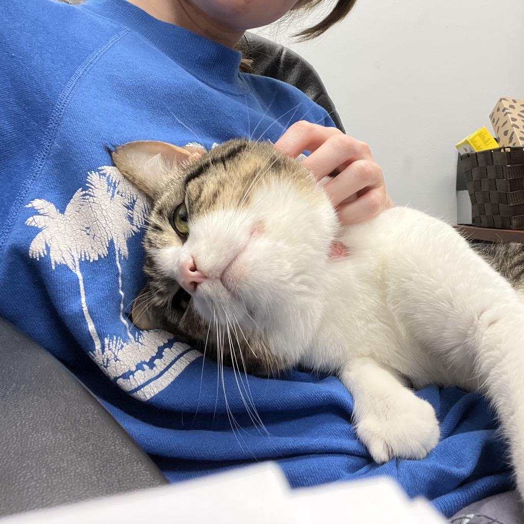 Enlarge Moose, a Adoptable Domestic Short Hair in Abbotsford, BC image 3/6