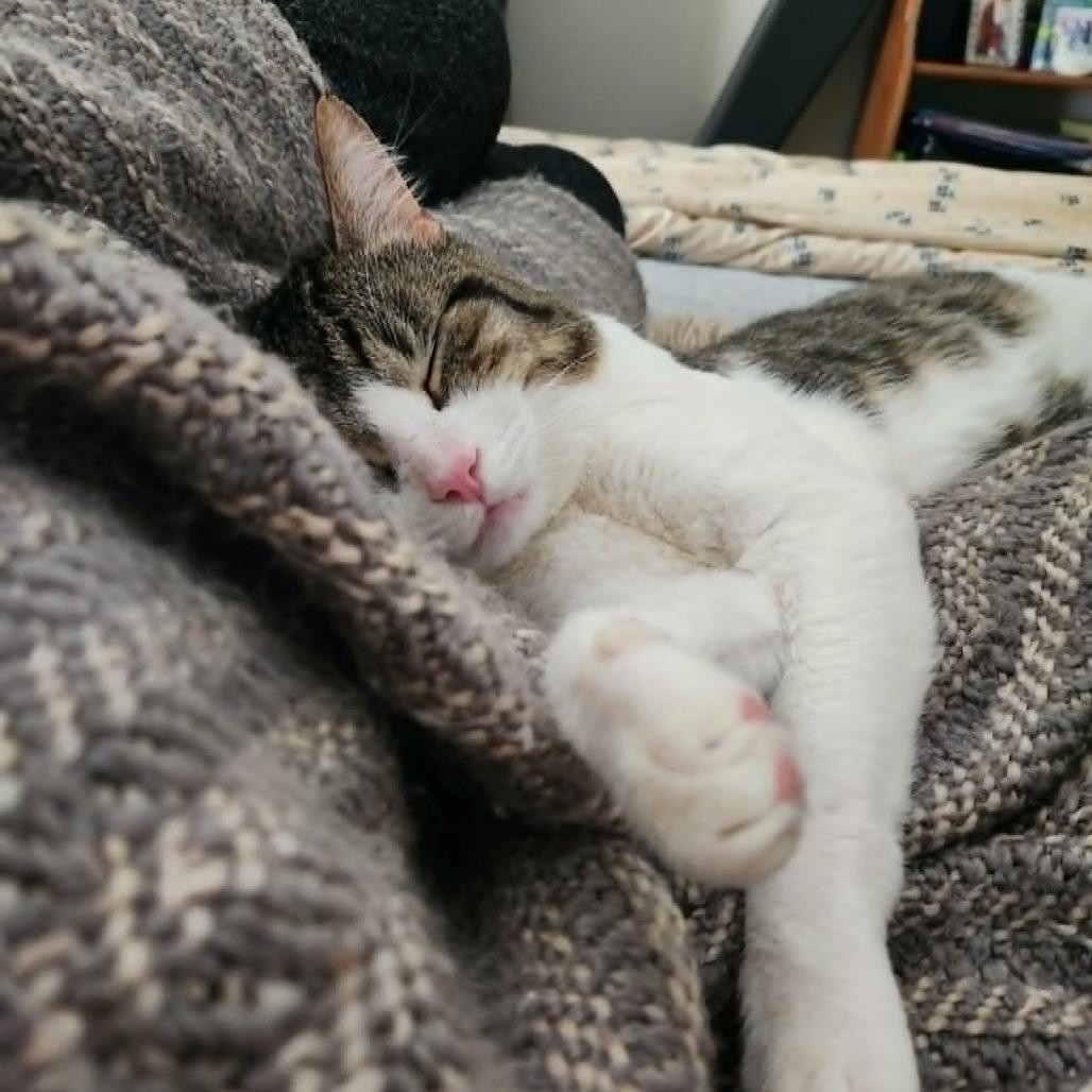 Enlarge Moose, a Adoptable Domestic Short Hair in Abbotsford, BC image 5/6