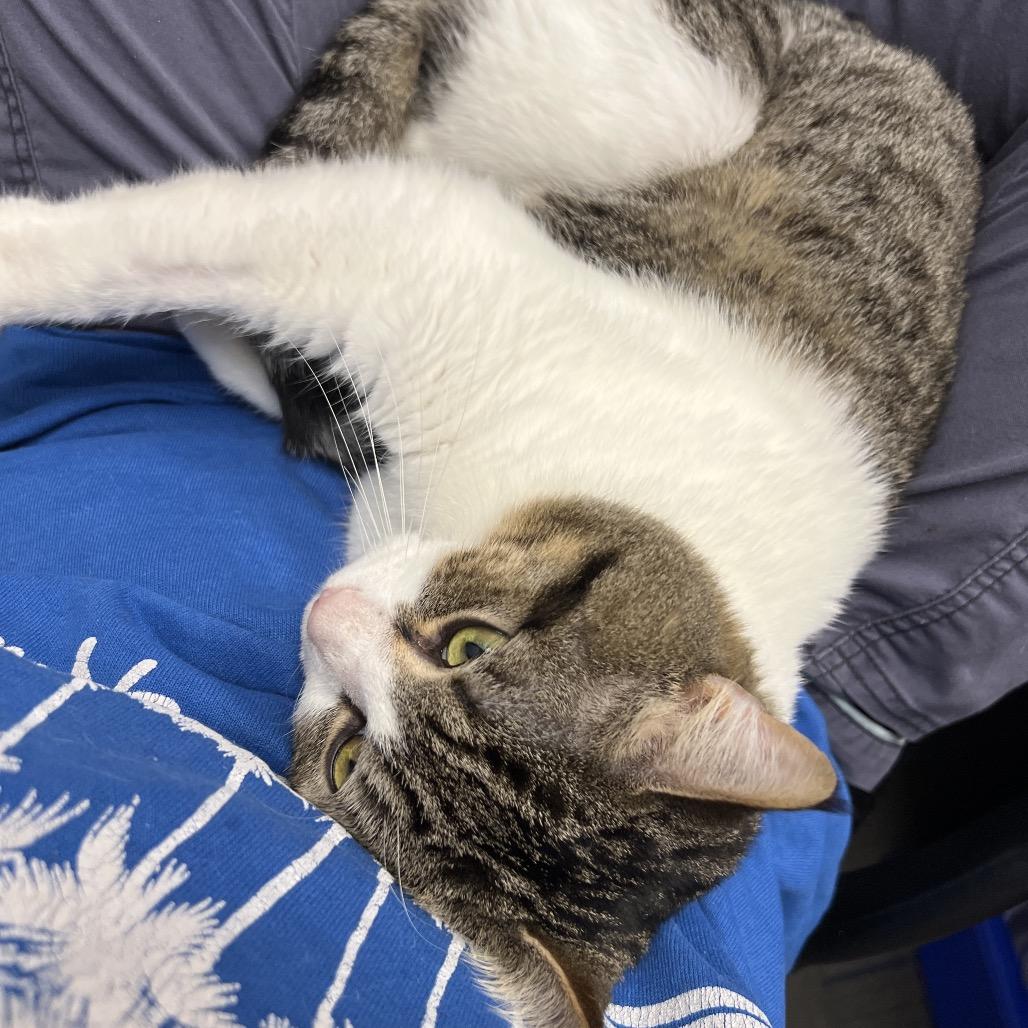 Enlarge Moose, a Adoptable Domestic Short Hair in Abbotsford, BC image 4/6