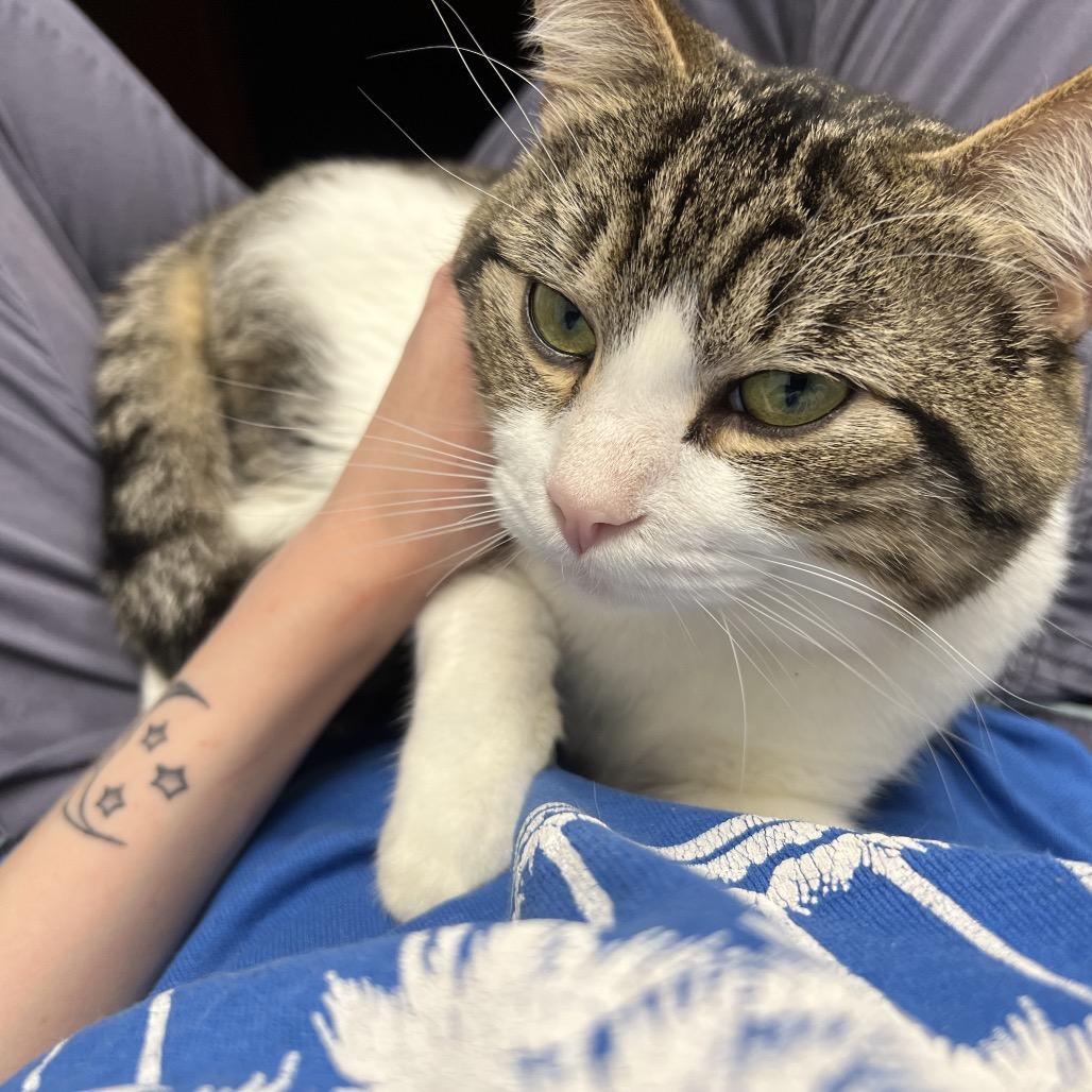 Enlarge Moose, a Adoptable Domestic Short Hair in Abbotsford, BC image 5/6