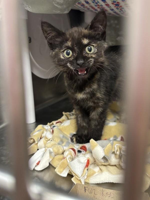Cherry Limeade, Adoptable, Kitten Female Domestic Short Hair.