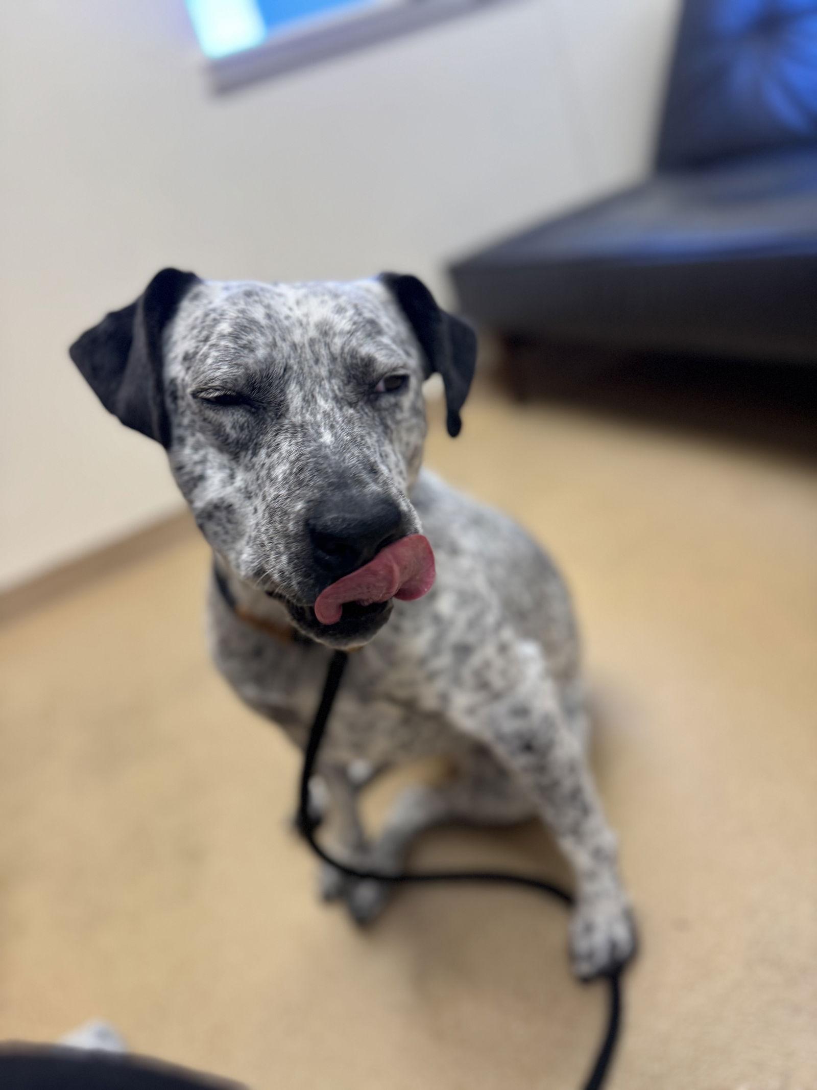 Enlarge Loosa, a Adoptable Australian Cattle Dog / Blue Heeler in Las Vegas, NM image 1/3