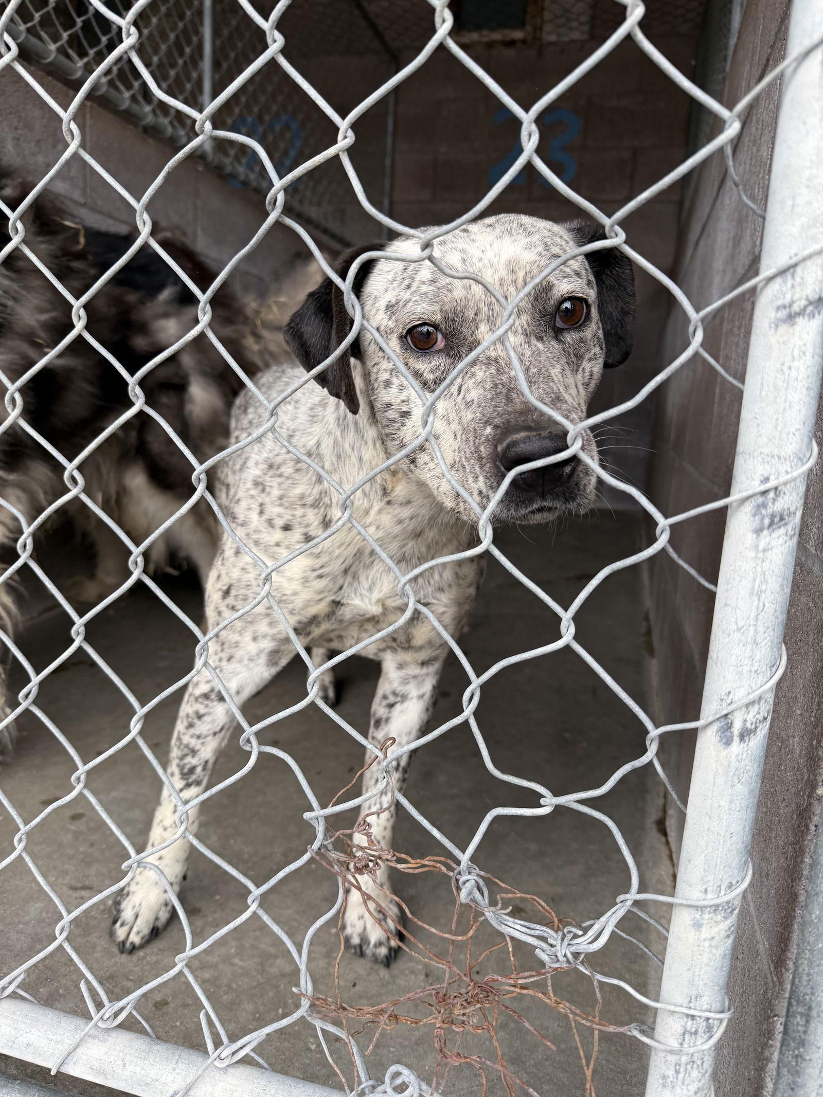 Loosa, Adoptable, Adult Female Australian Cattle Dog / Blue Heeler.
