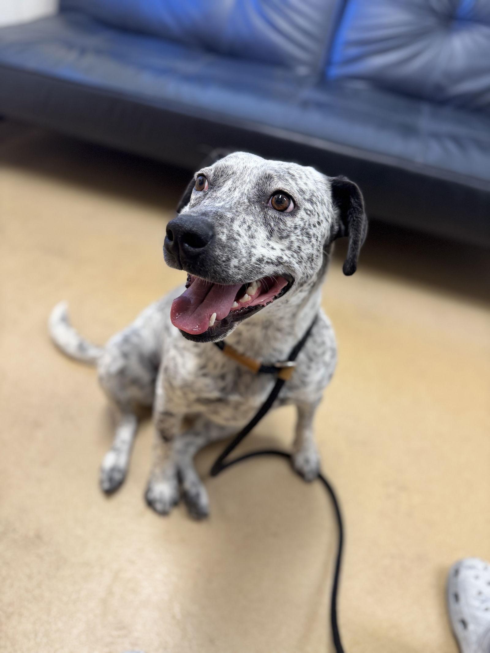 Enlarge Loosa, a Adoptable Australian Cattle Dog / Blue Heeler in Las Vegas, NM image 2/3