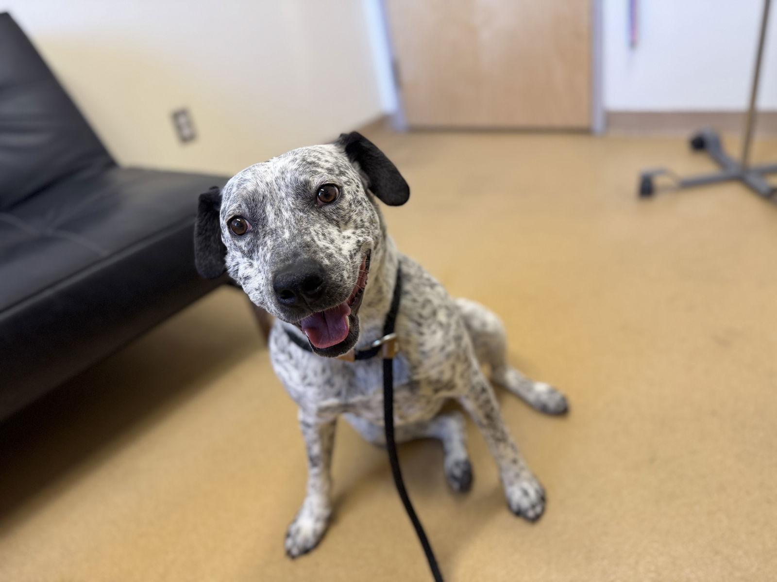 Enlarge Loosa, a Adoptable Australian Cattle Dog / Blue Heeler in Las Vegas, NM image 3/3