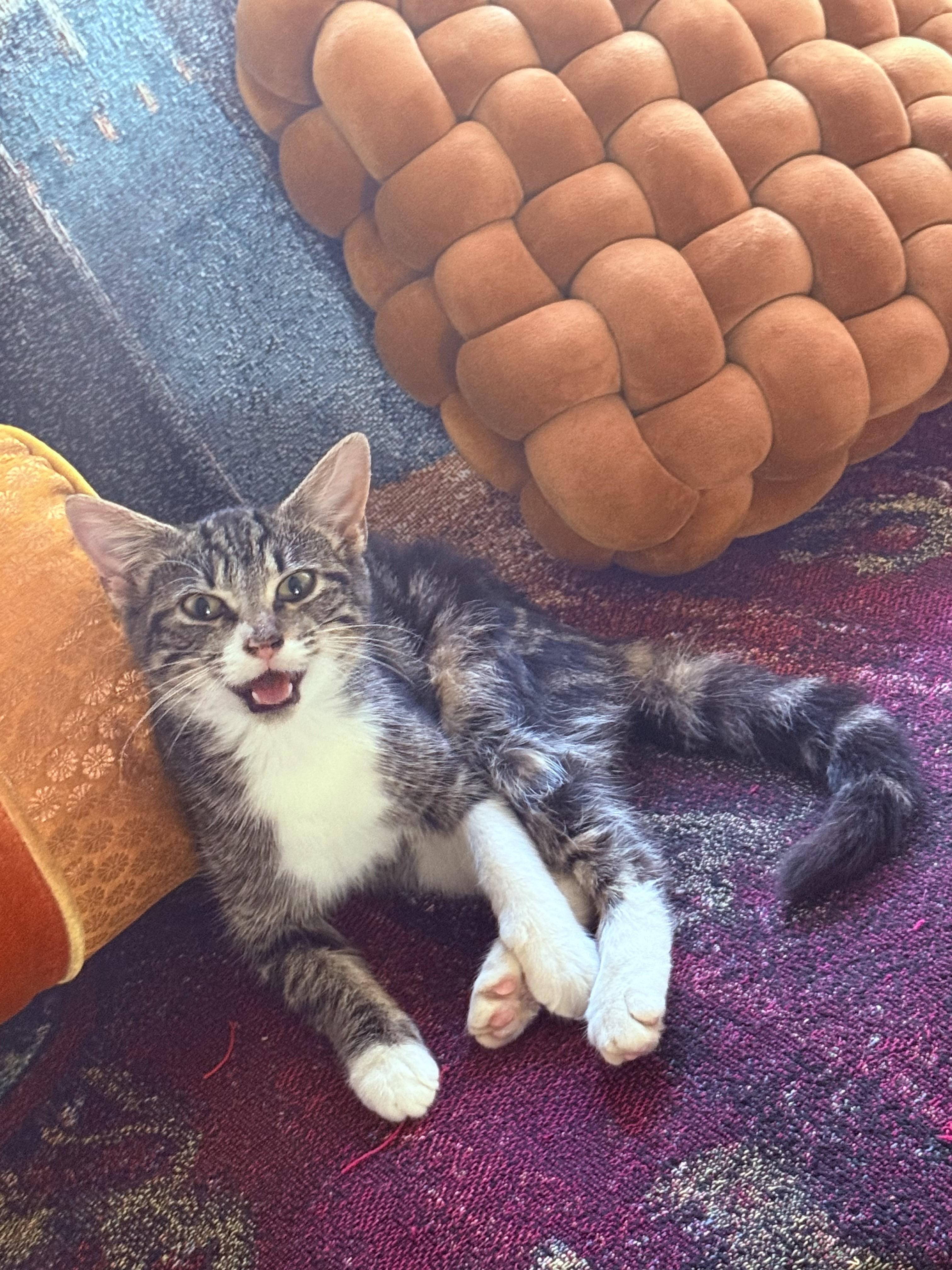 Enlarge Twiggy, a Adoptable Domestic Short Hair in Perrysburg, OH image 3/5