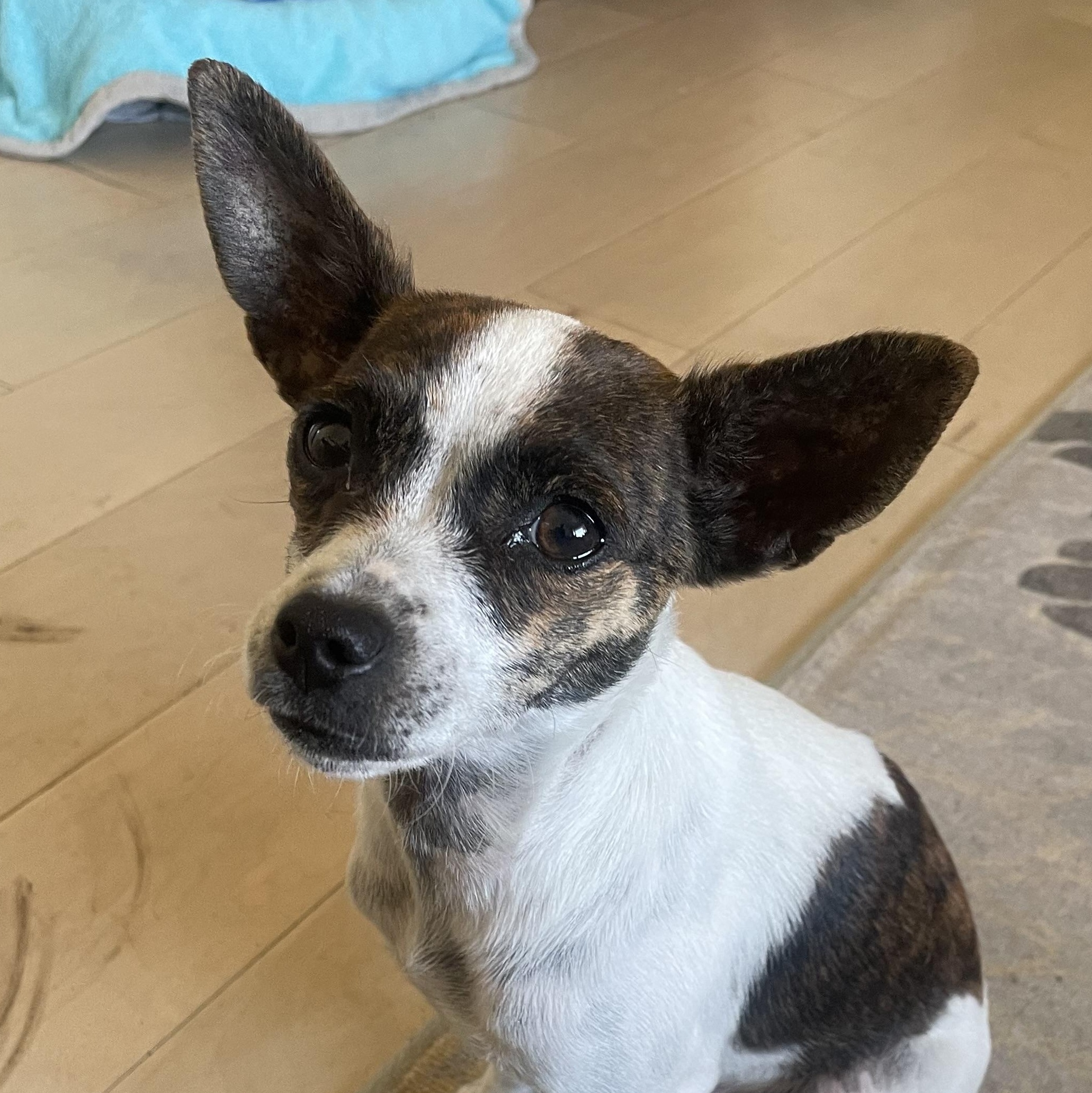 Enlarge Pebbles, a ADOPTABLE mixed breed in Temple, TX image 1/6