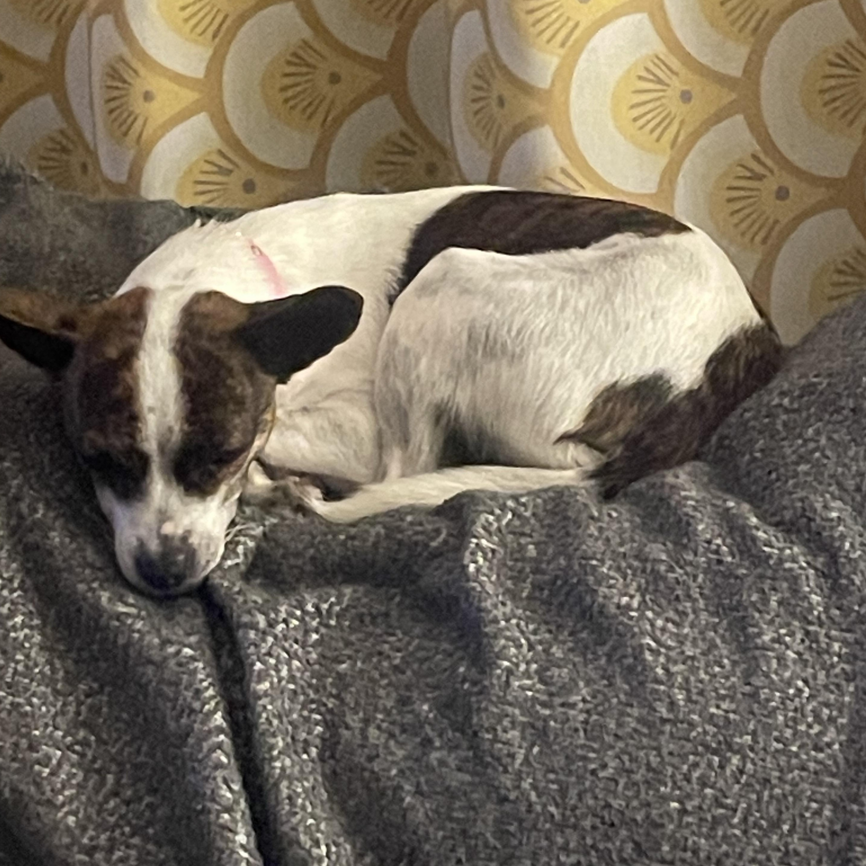 Enlarge Pebbles, a ADOPTABLE mixed breed in Temple, TX image 4/6