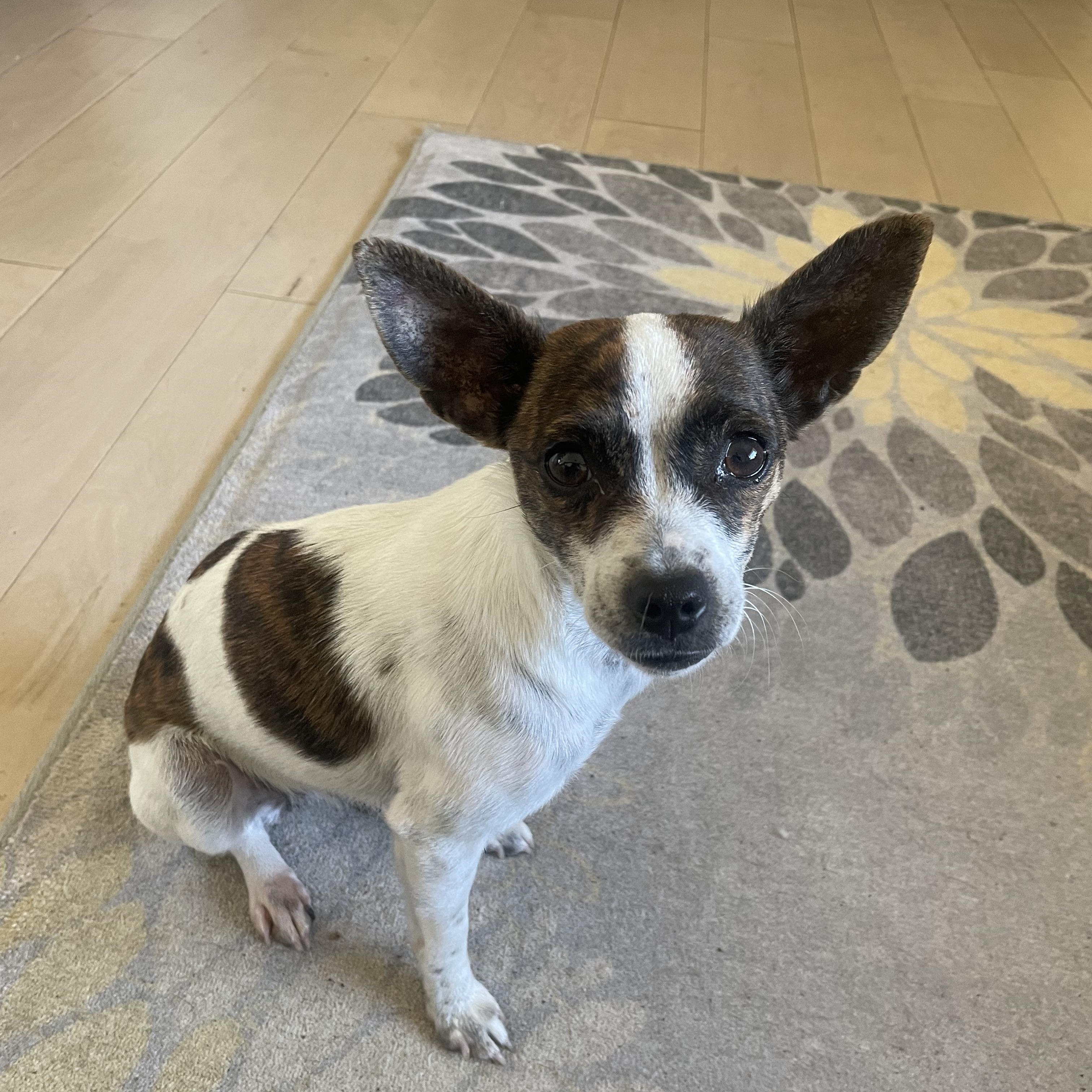 Enlarge Pebbles, a ADOPTABLE mixed breed in Temple, TX image 3/6