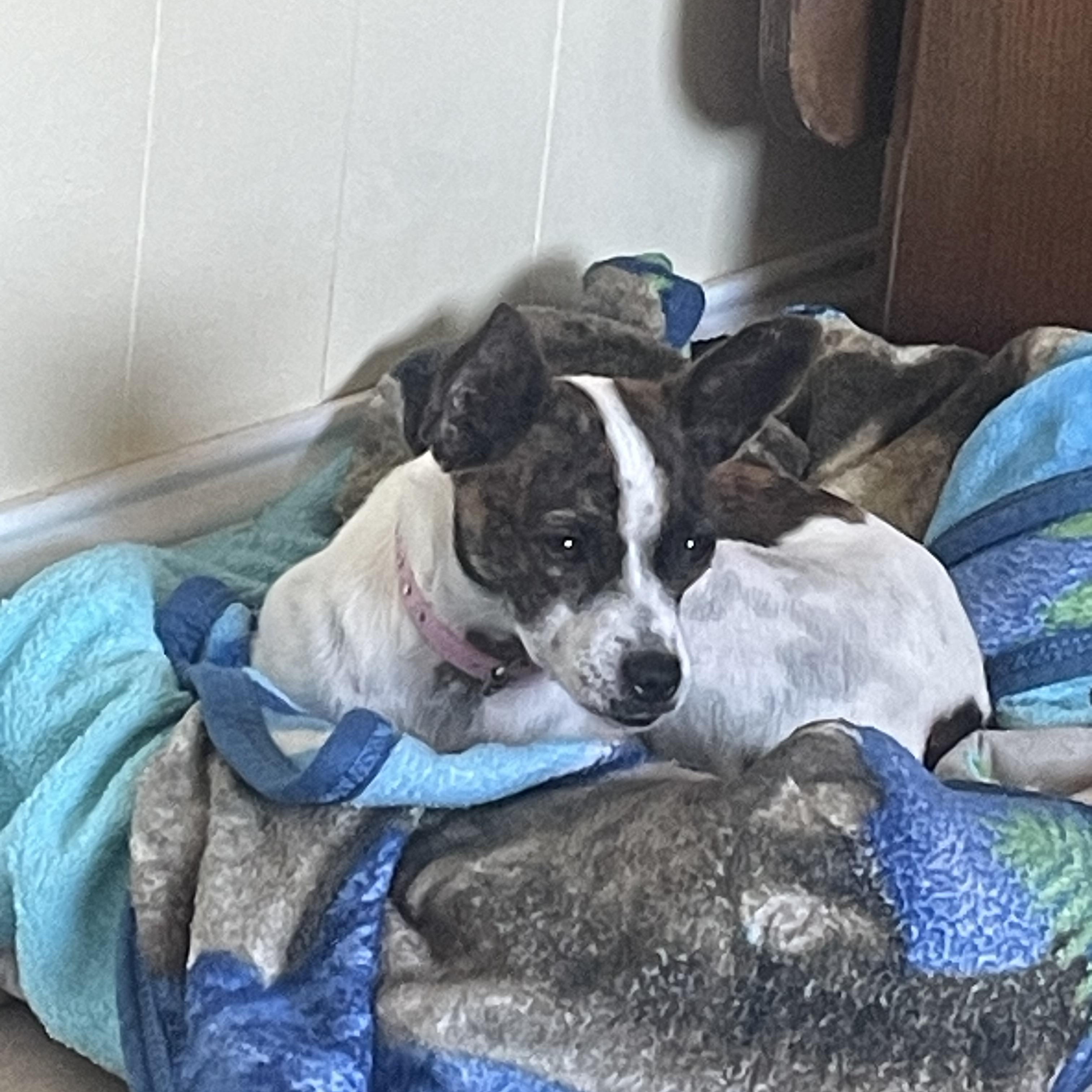 Enlarge Pebbles, a ADOPTABLE mixed breed in Temple, TX image 2/6