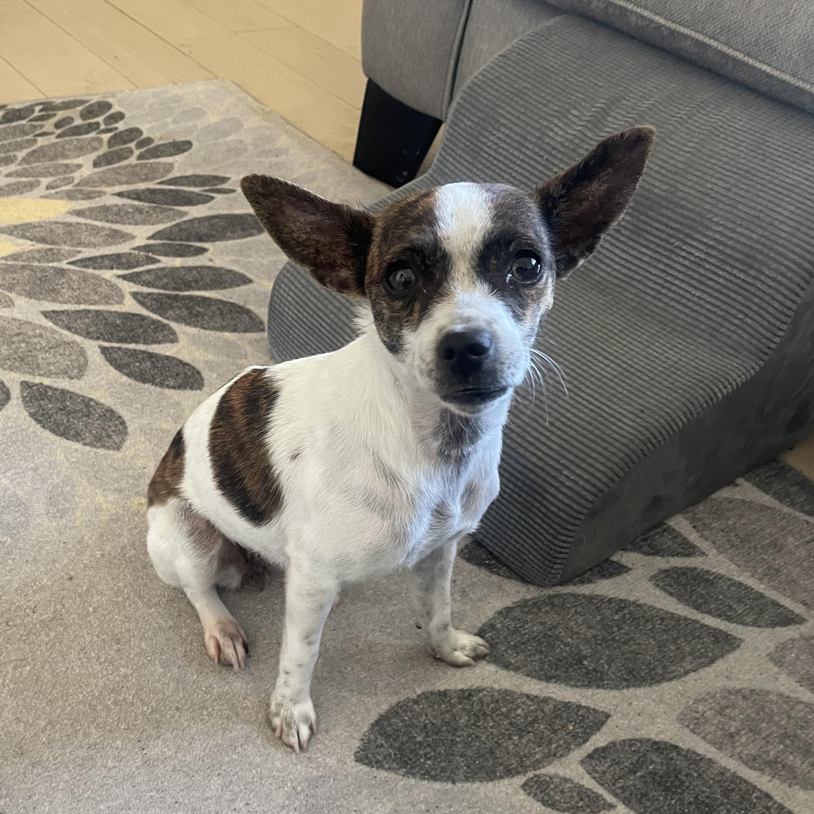 Enlarge Pebbles, a ADOPTABLE mixed breed in Temple, TX image 6/6