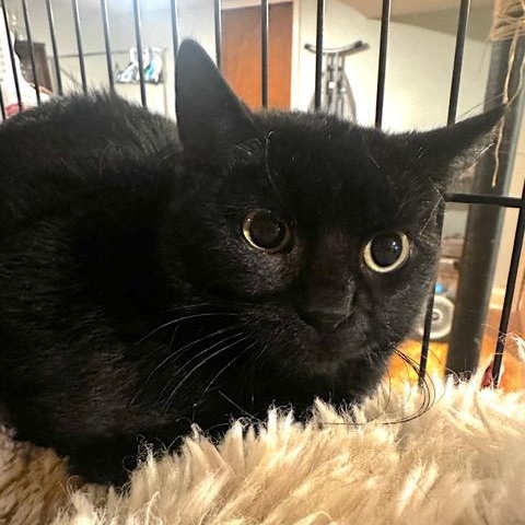 Enlarge Inky, a ADOPTABLE Domestic Short Hair in Minneapolis, MN image 1/1