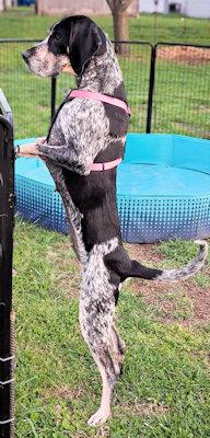 Enlarge Genna (MO), a ADOPTABLE Bluetick Coonhound in Leawood, KS image 6/6