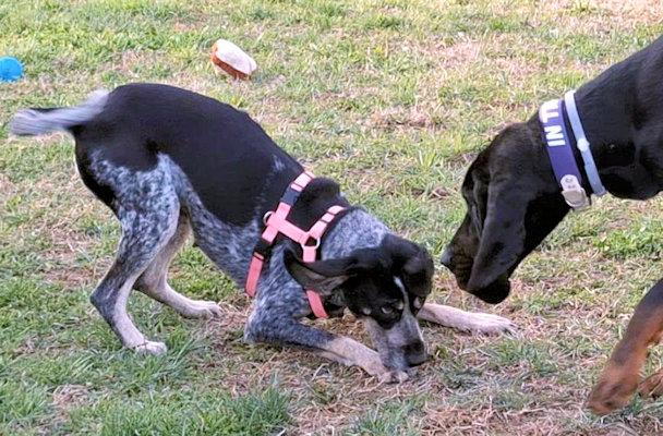 Enlarge Genna (MO), a ADOPTABLE Bluetick Coonhound in Leawood, KS image 3/6