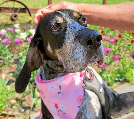 Enlarge Genna (MO), a ADOPTABLE Bluetick Coonhound in Leawood, KS image 5/6