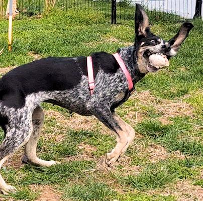 Enlarge Genna (MO), a ADOPTABLE Bluetick Coonhound in Leawood, KS image 4/6