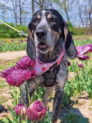 Enlarge Genna (MO), a ADOPTABLE Bluetick Coonhound in Leawood, KS image 1/6