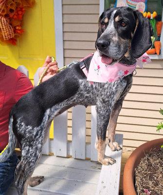 Enlarge Genna (MO), a ADOPTABLE Bluetick Coonhound in Leawood, KS image 2/6