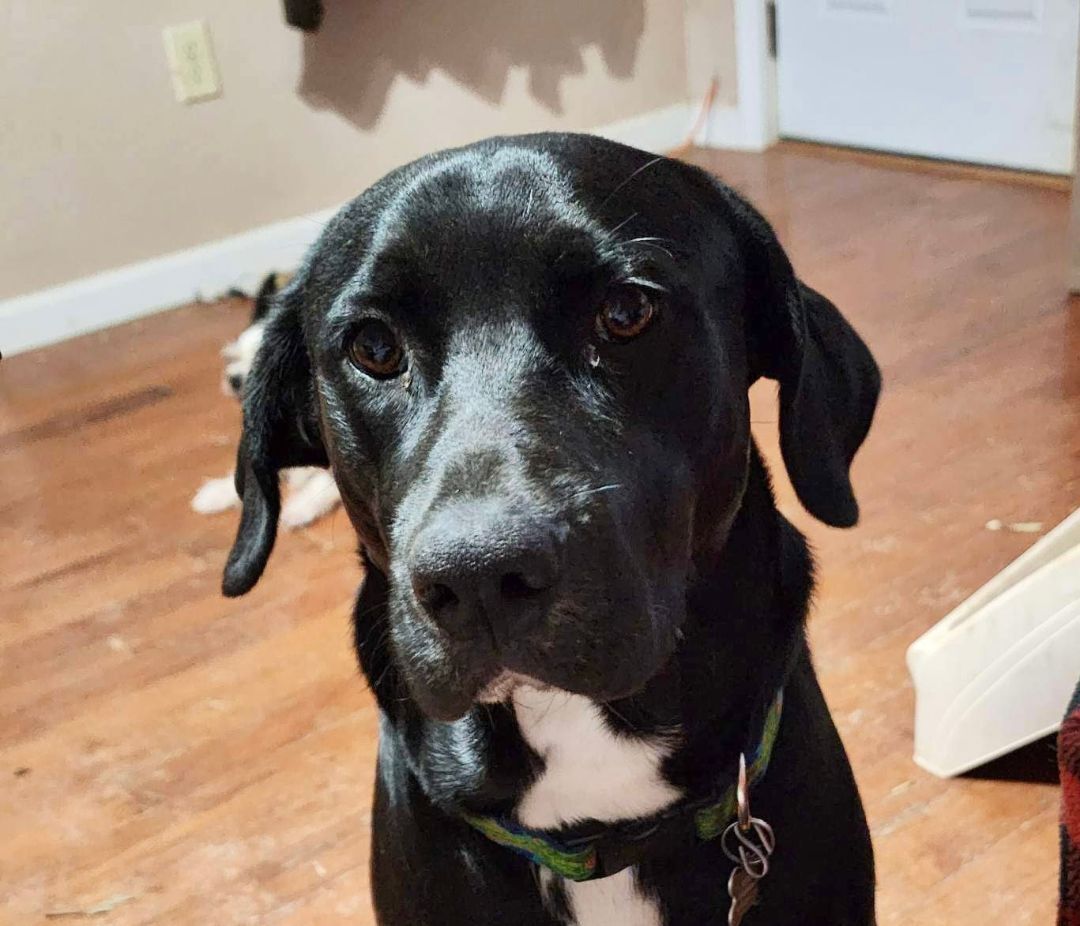 Enlarge Ryder, an adoptable mixed breed in Medfield, MA image 4/6