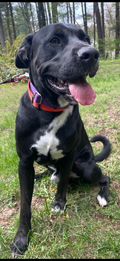 Enlarge Ryder, an adoptable mixed breed in Medfield, MA image 5/6