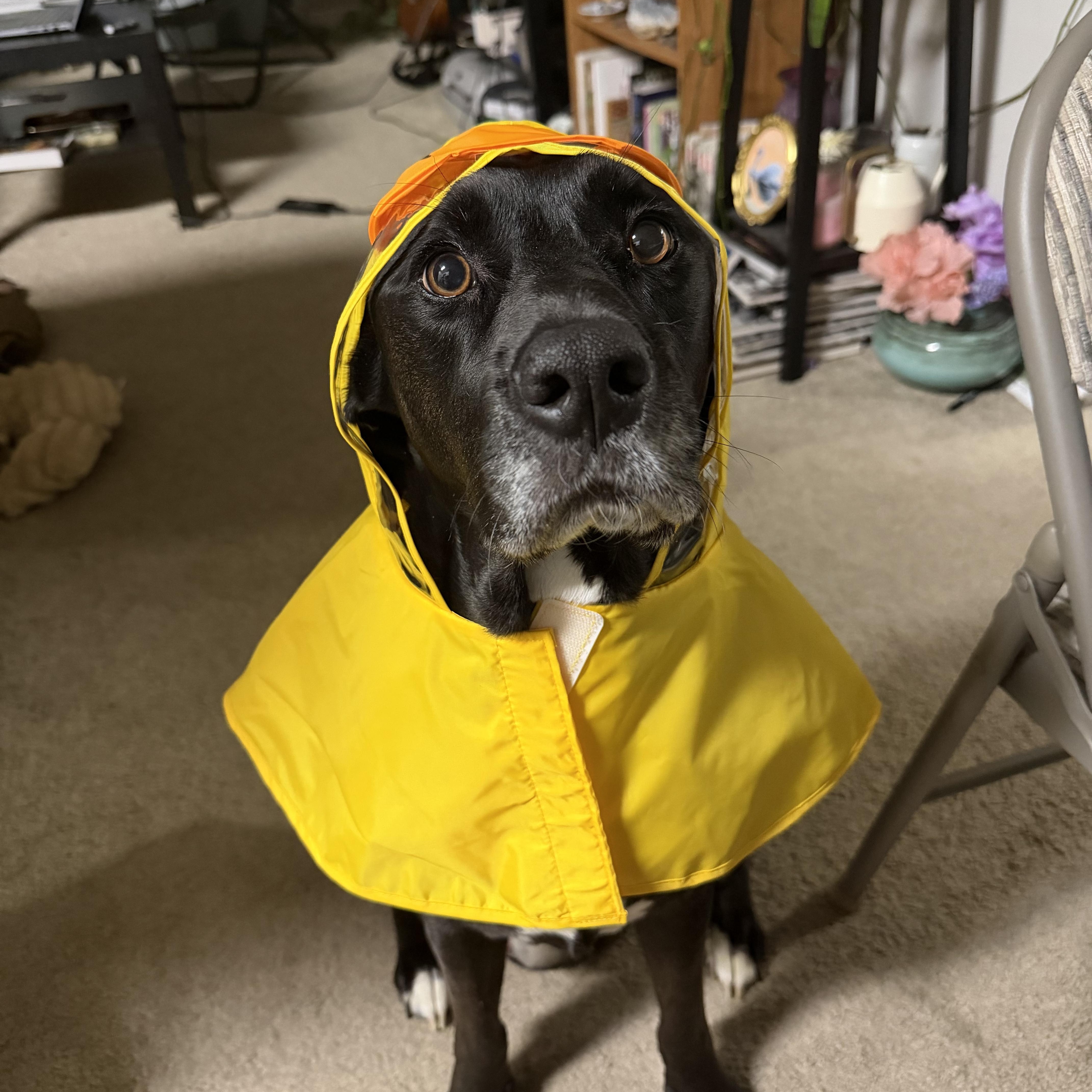 Ryder, adoptable, Adult Male Labrador Retriever.