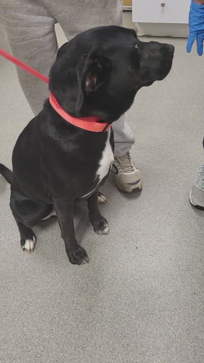 Enlarge Ryder, an adoptable mixed breed in Medfield, MA video 6/6