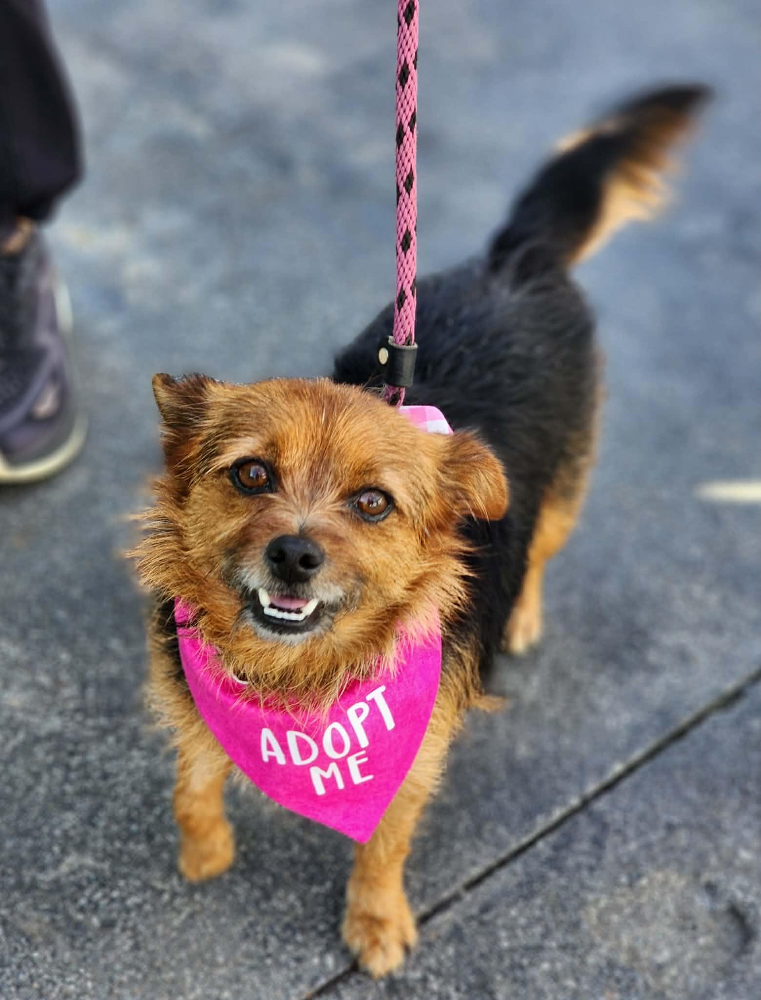 Enlarge Gucci, a ADOPTABLE mixed breed in Corona Del Mar, CA image 2/5