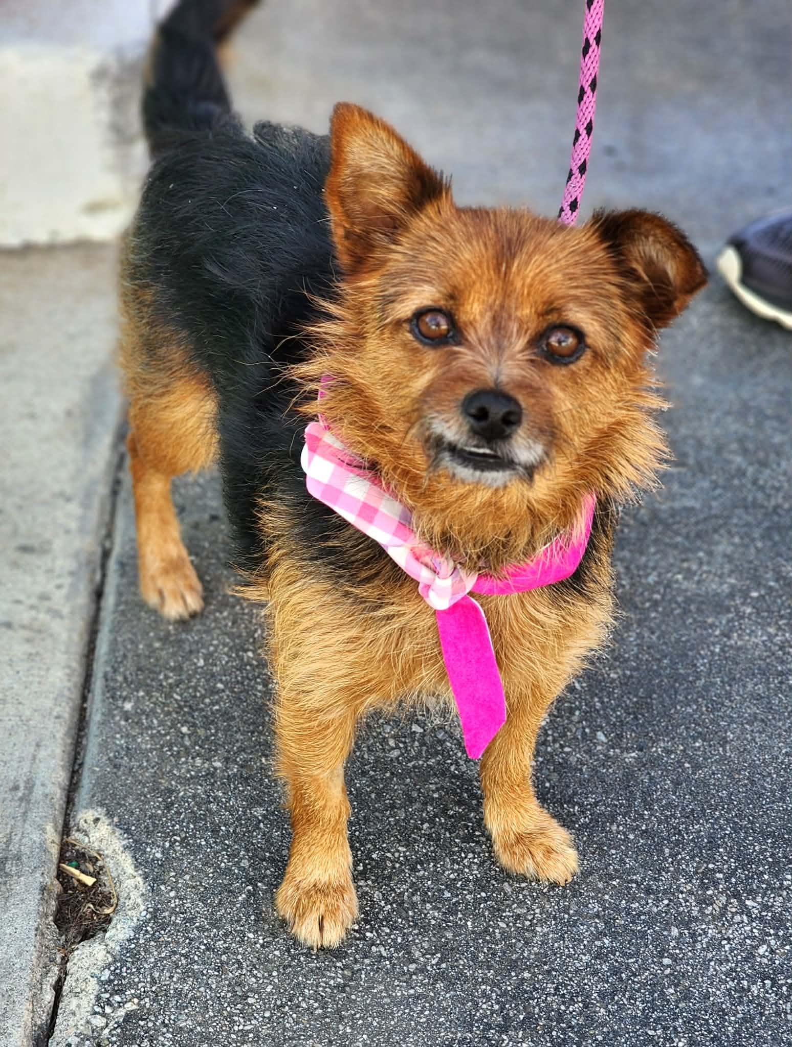 Enlarge Gucci, a ADOPTABLE mixed breed in Corona Del Mar, CA image 4/5