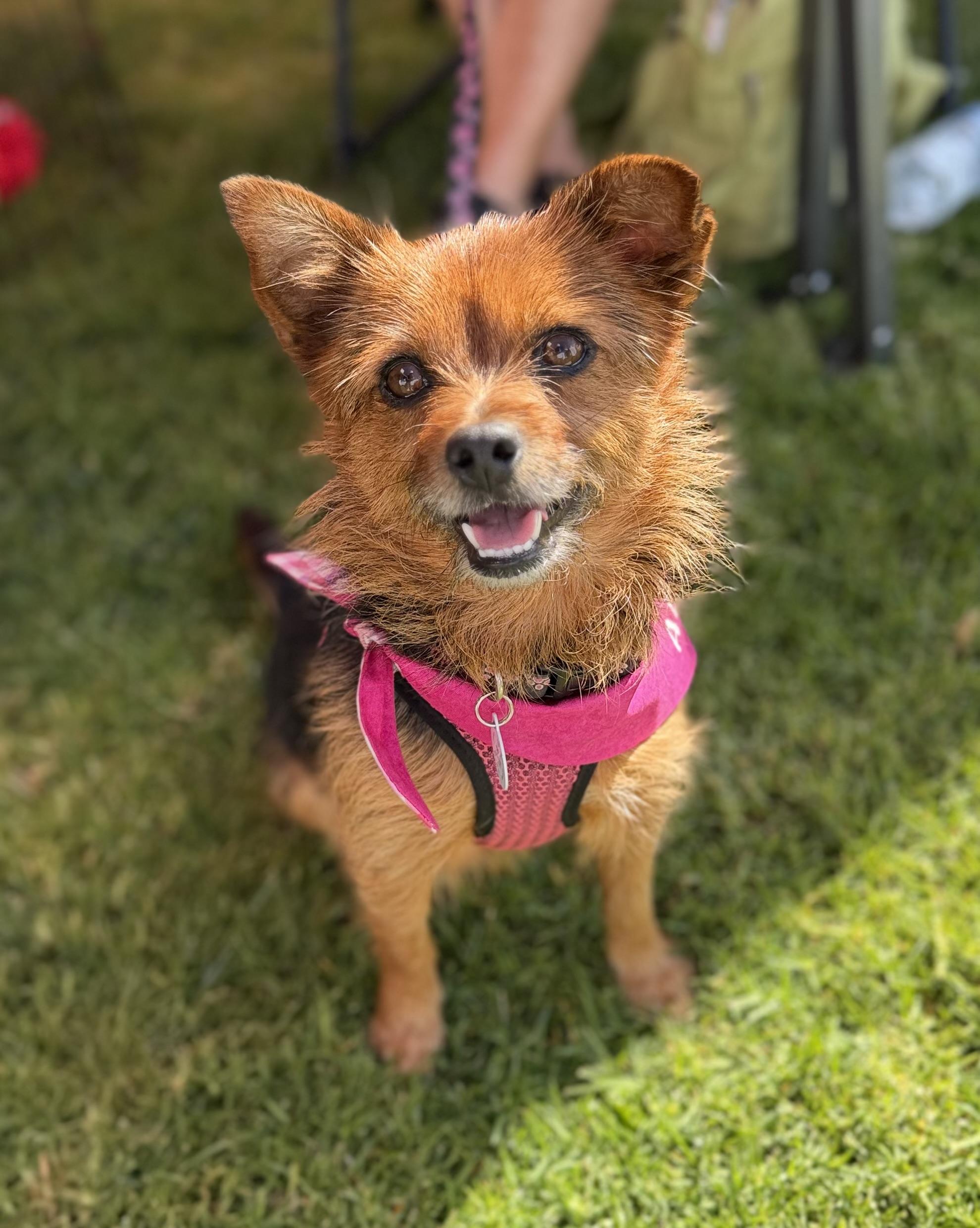 Enlarge Gucci, a ADOPTABLE mixed breed in Corona Del Mar, CA image 1/5