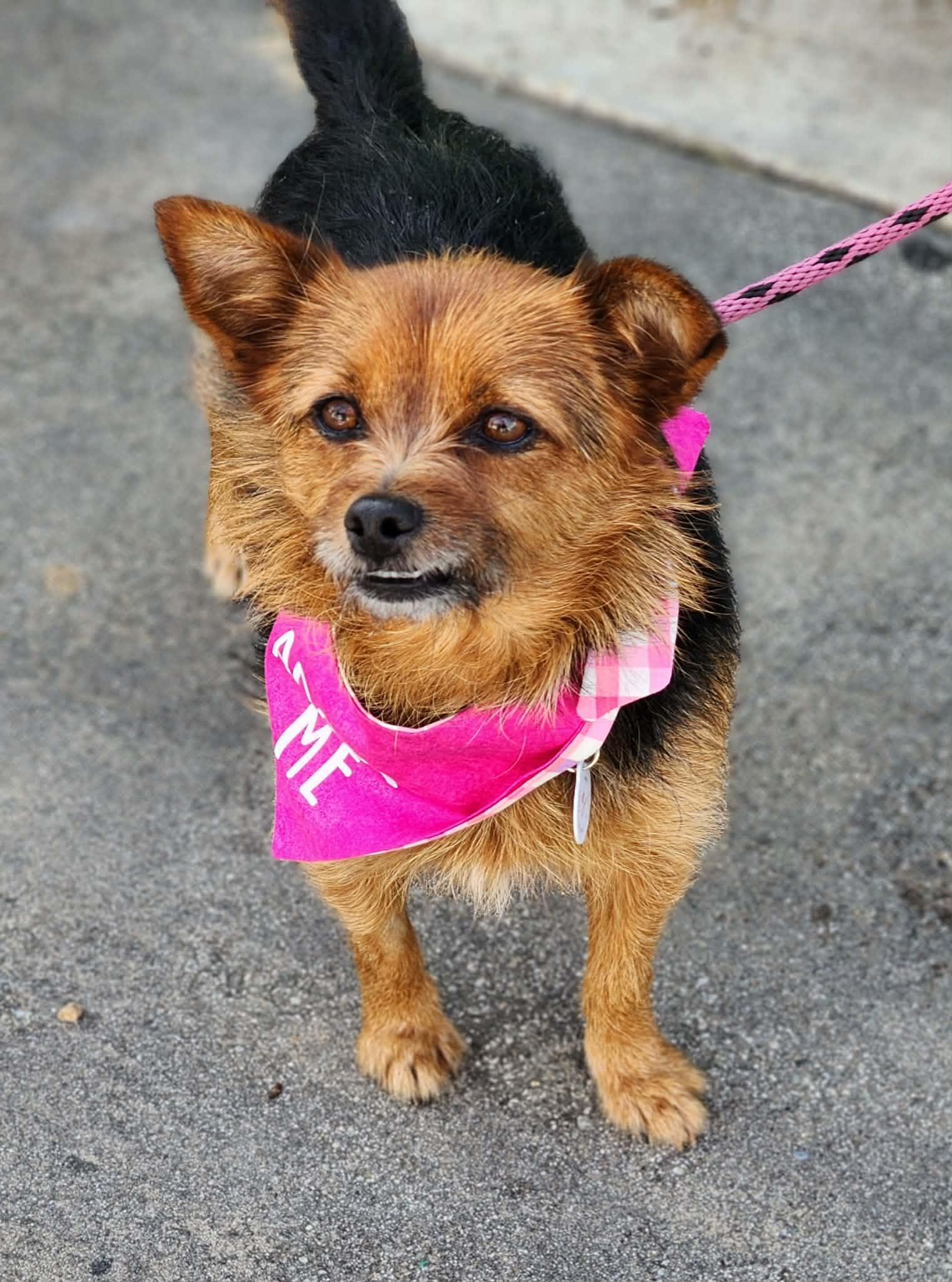 Enlarge Gucci, a ADOPTABLE mixed breed in Corona Del Mar, CA image 5/5