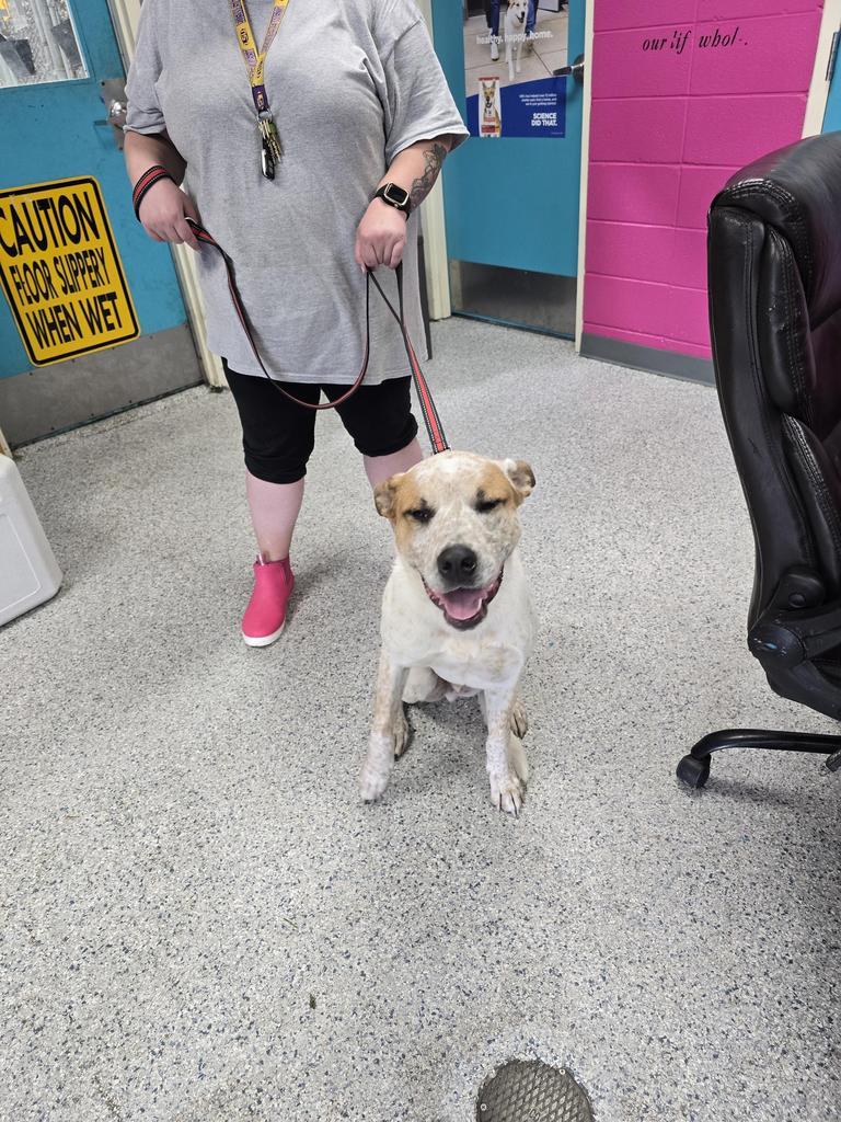 Austin Powers, a Adoptable mixed breed in Livingston, LA image 1/2
